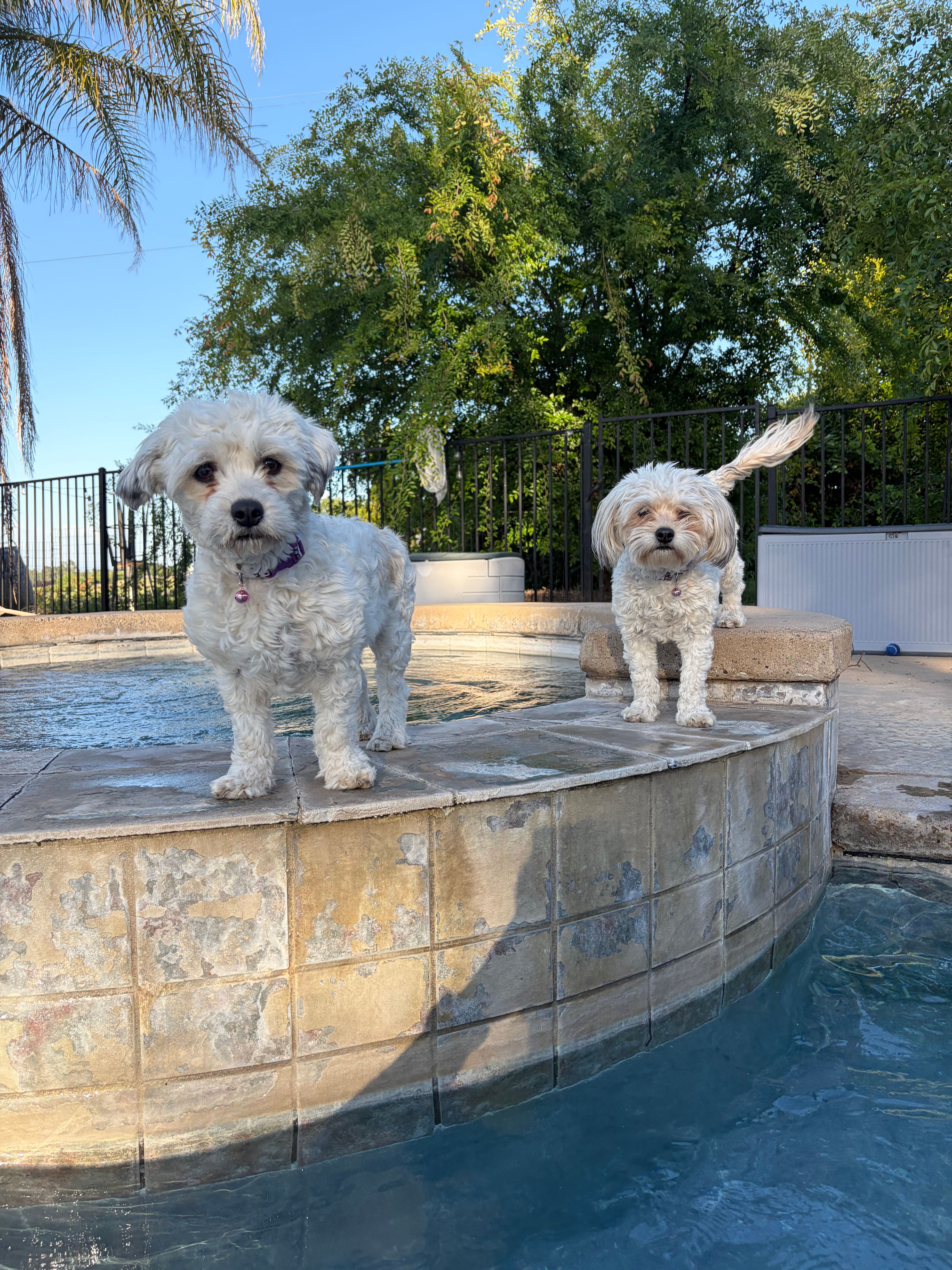 Juicy and princess – Maltese, Shih Tzu puppy for sale in Sloughhouse, CA