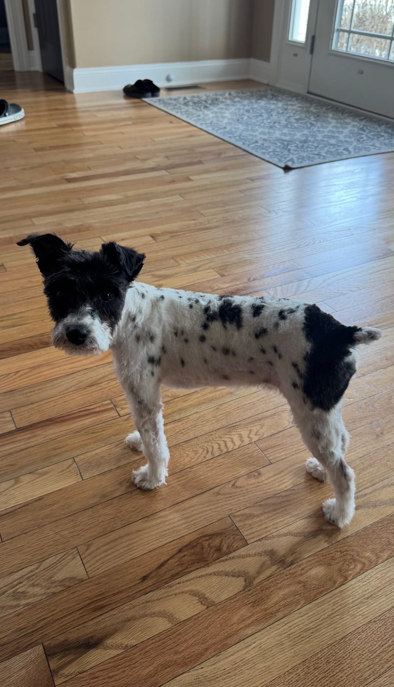 Winston – Miniature Schnauzer puppy for sale in Stuarts Draft, VA