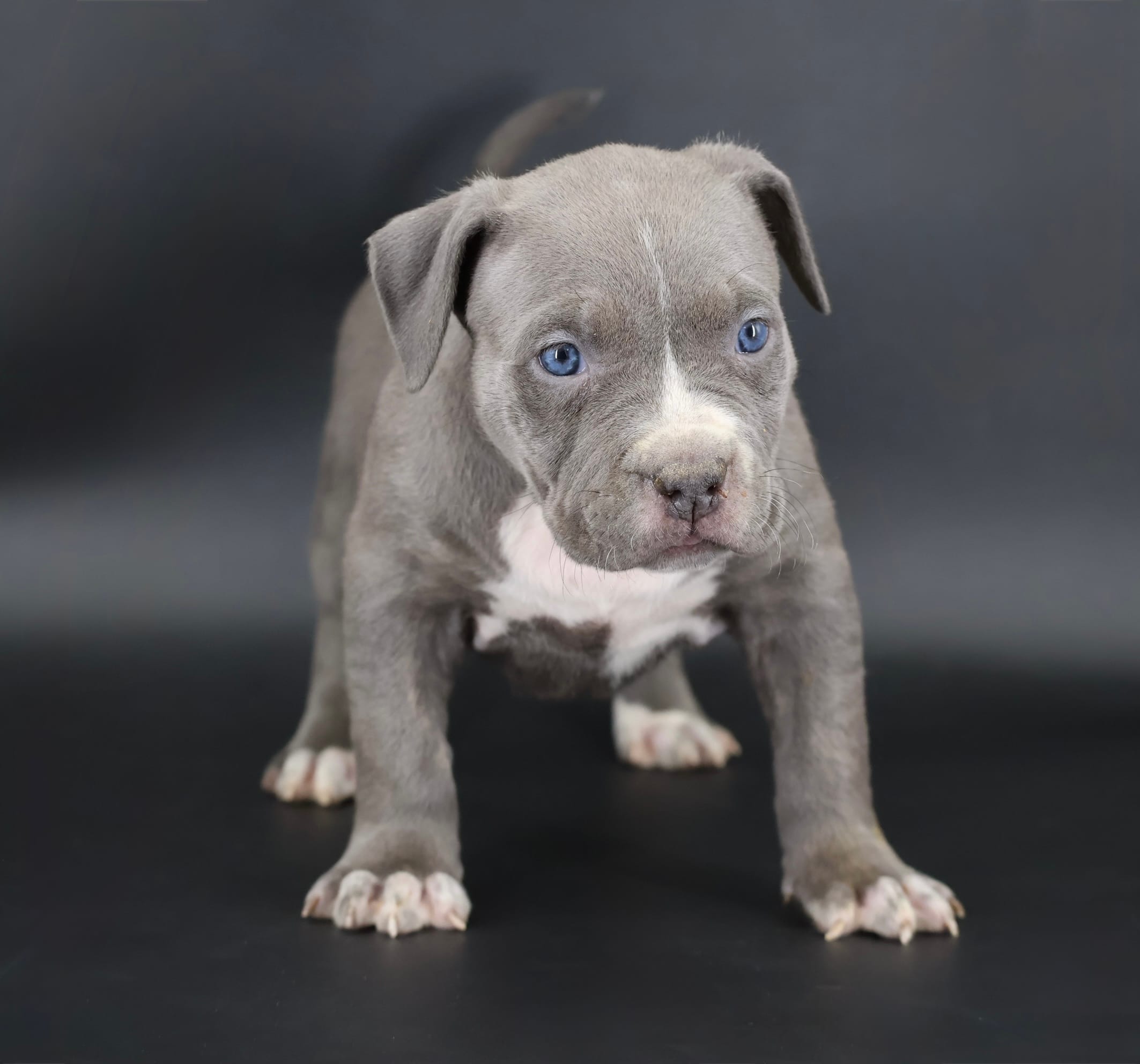 Lady - XL - ABKC – American Bully puppy for sale in Champaign, IL
