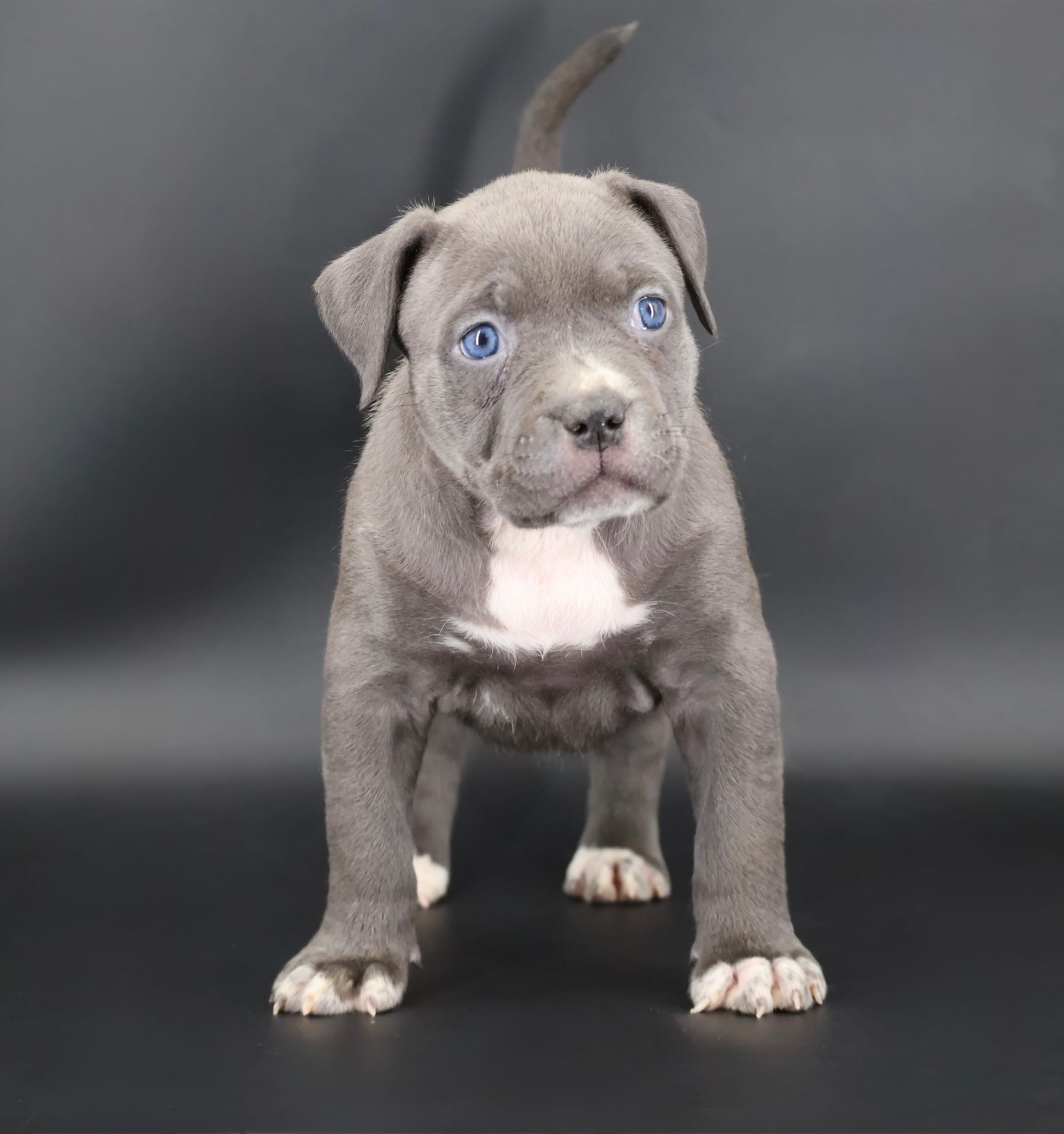 Duchess - XL - ABKC – American Bully puppy for sale in Champaign, IL