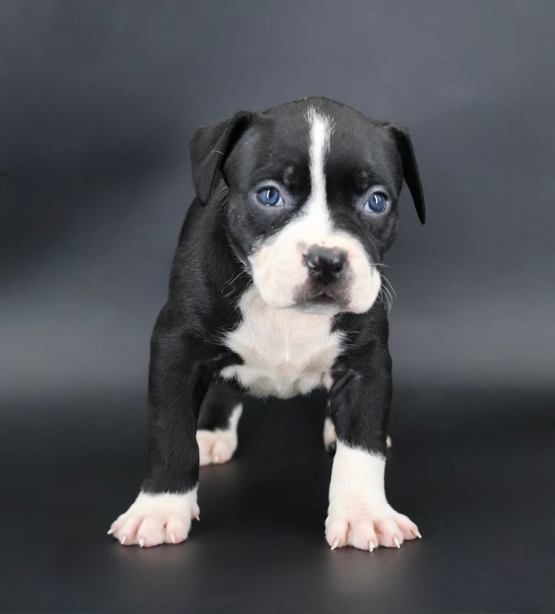 Gardenia - XL - ABKC – American Bully puppy for sale in Champaign, IL