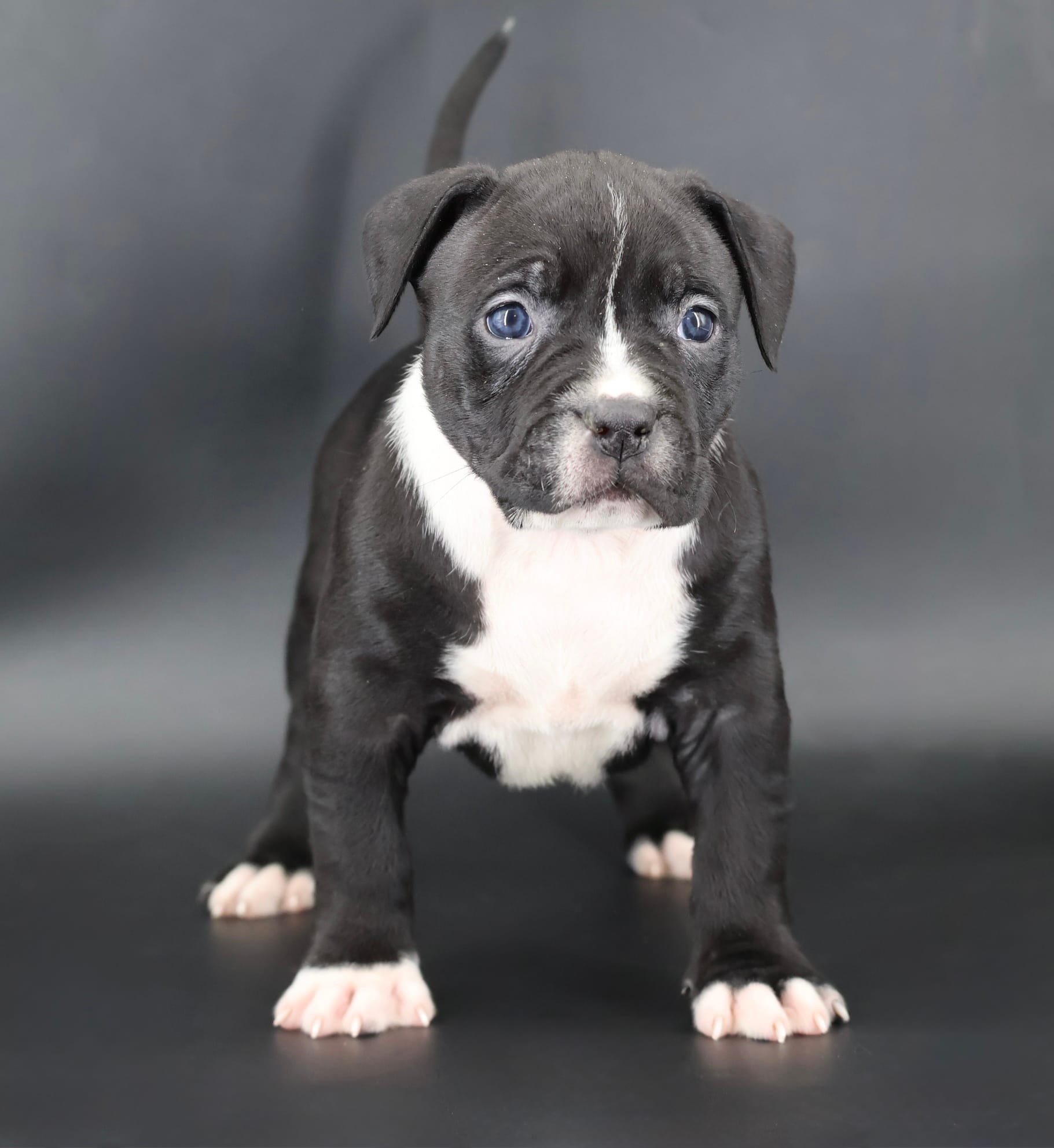 Camellia - XL - ABKC – American Bully puppy for sale in Champaign, IL