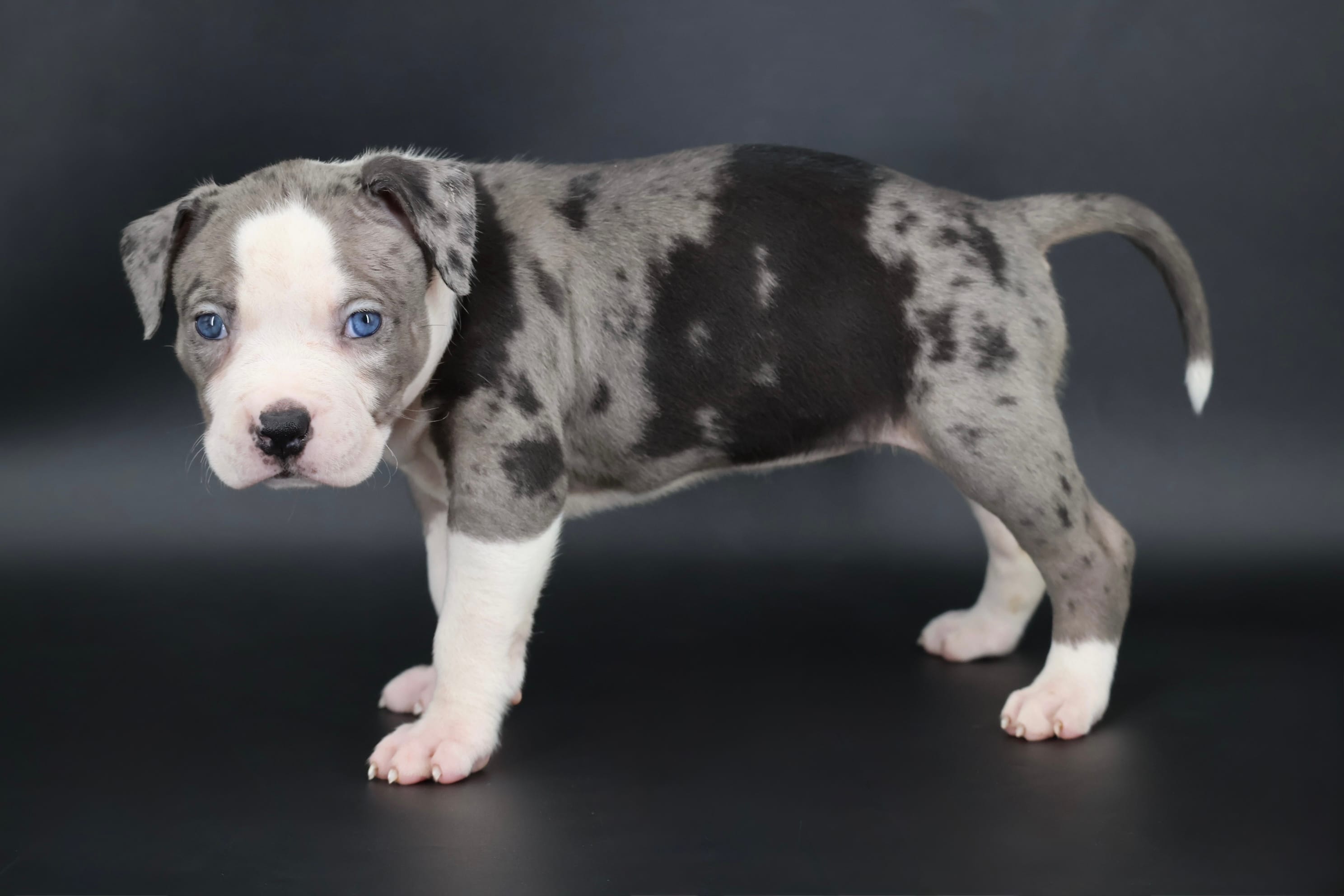Magnolia - XL - ABKC – American Bully puppy for sale in Champaign, IL