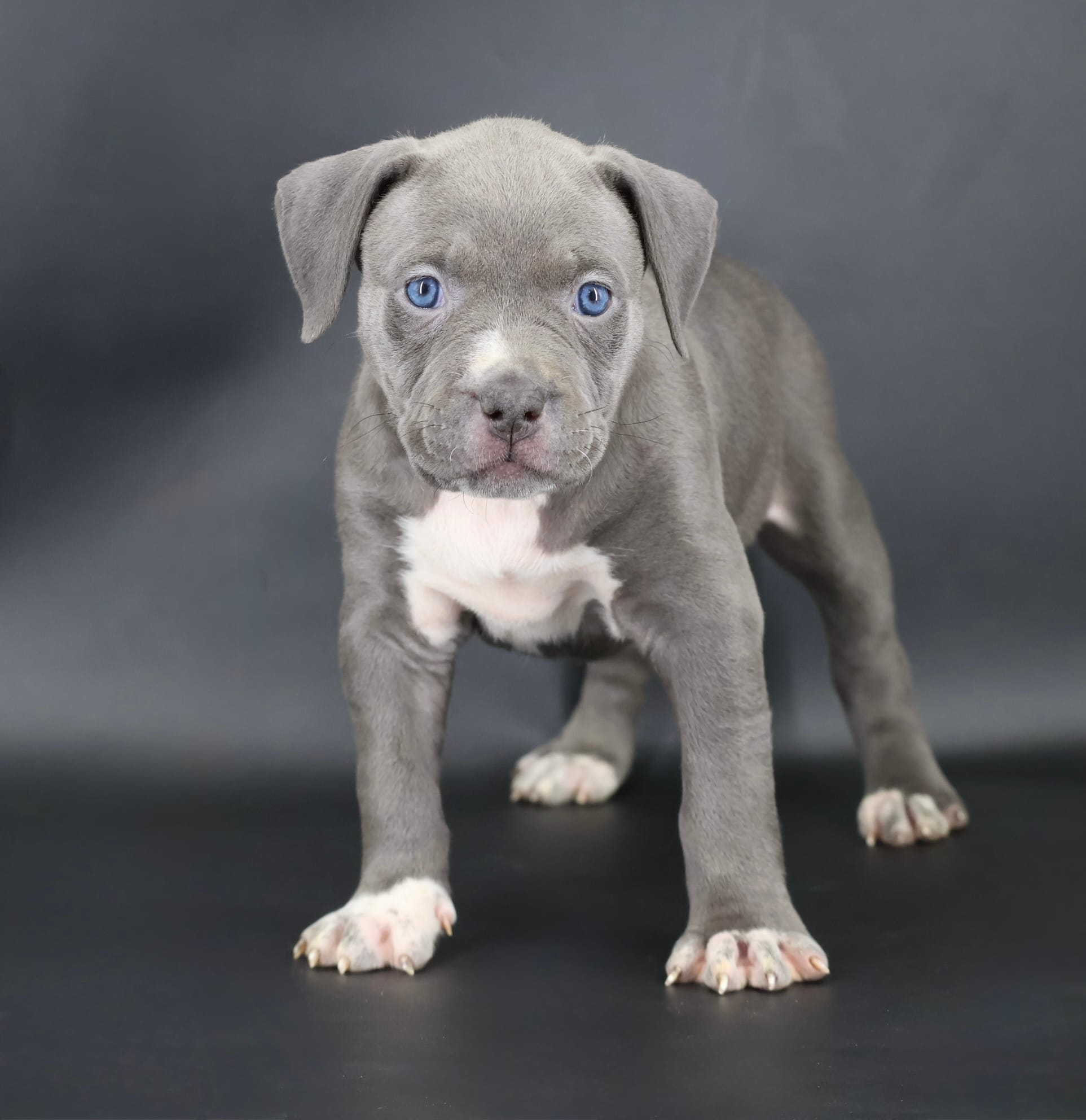 Rowena - XL - ABKC – American Bully puppy for sale in Champaign, IL