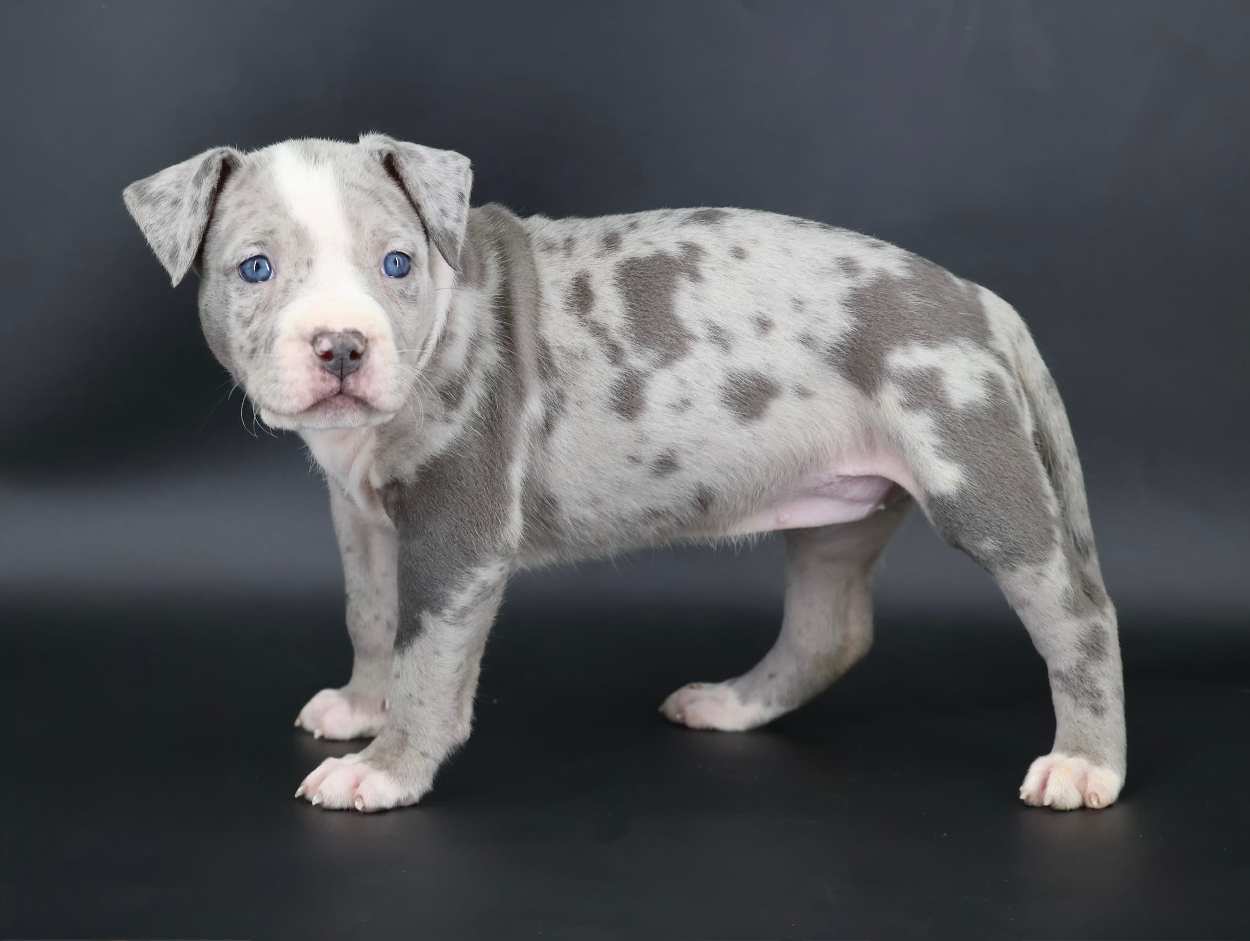 Empress - XL - ABKC – American Bully puppy for sale in Champaign, IL