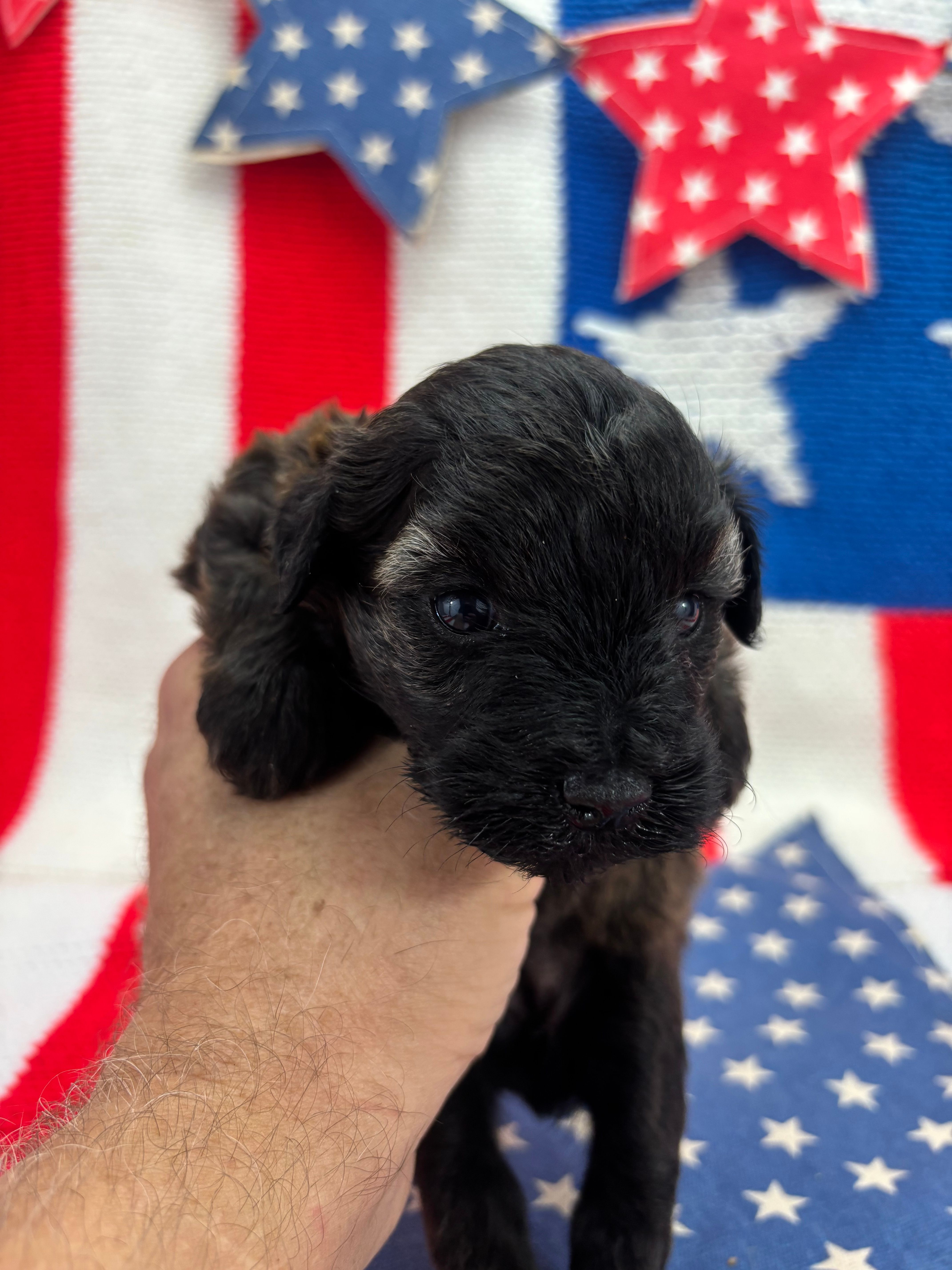 Blossom – Miniature Schnauzer puppy for sale in Inverness Highlands South, FL