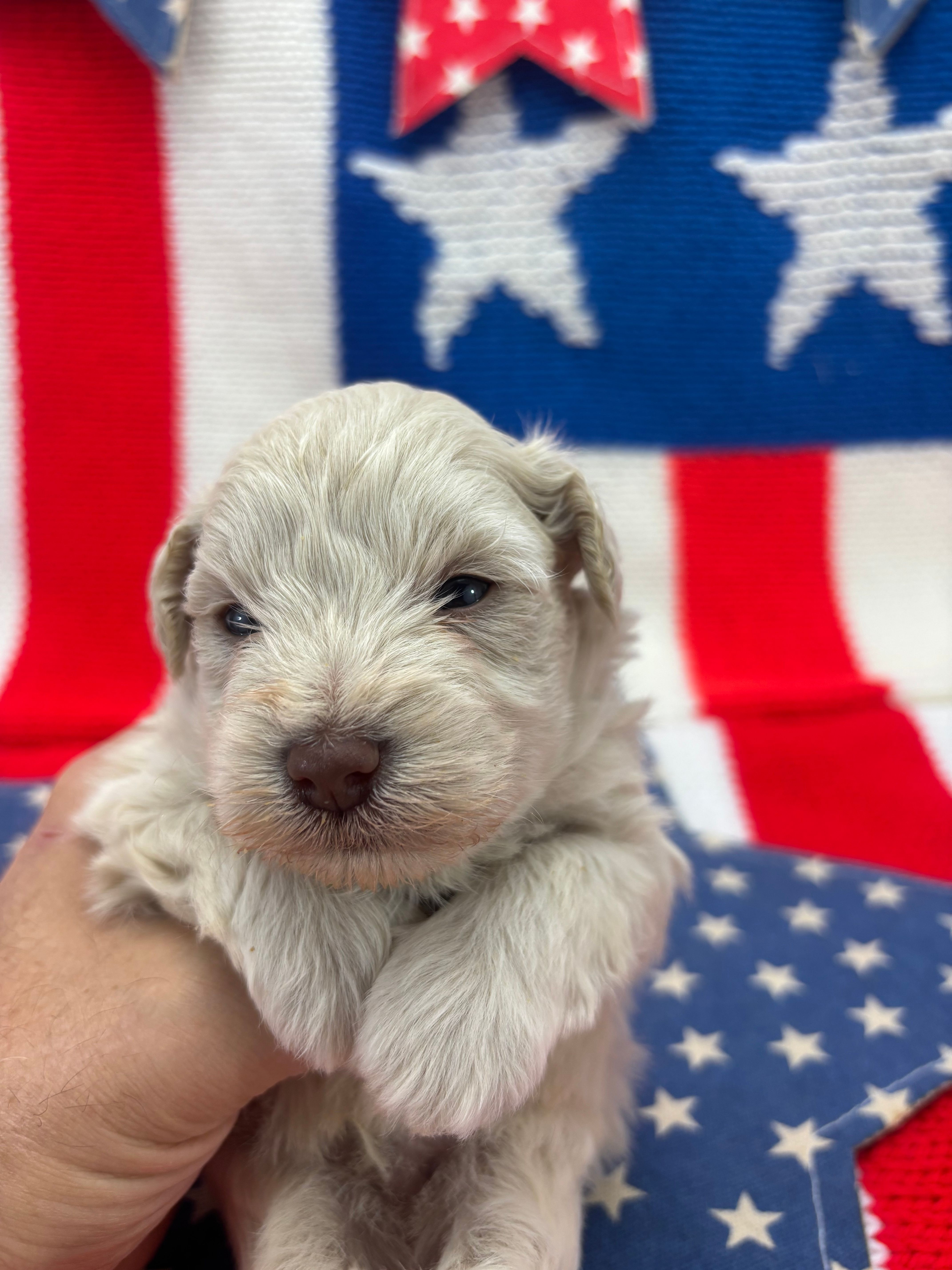 Blizzard  – Miniature Schnauzer puppy for sale in Inverness Highlands South, FL