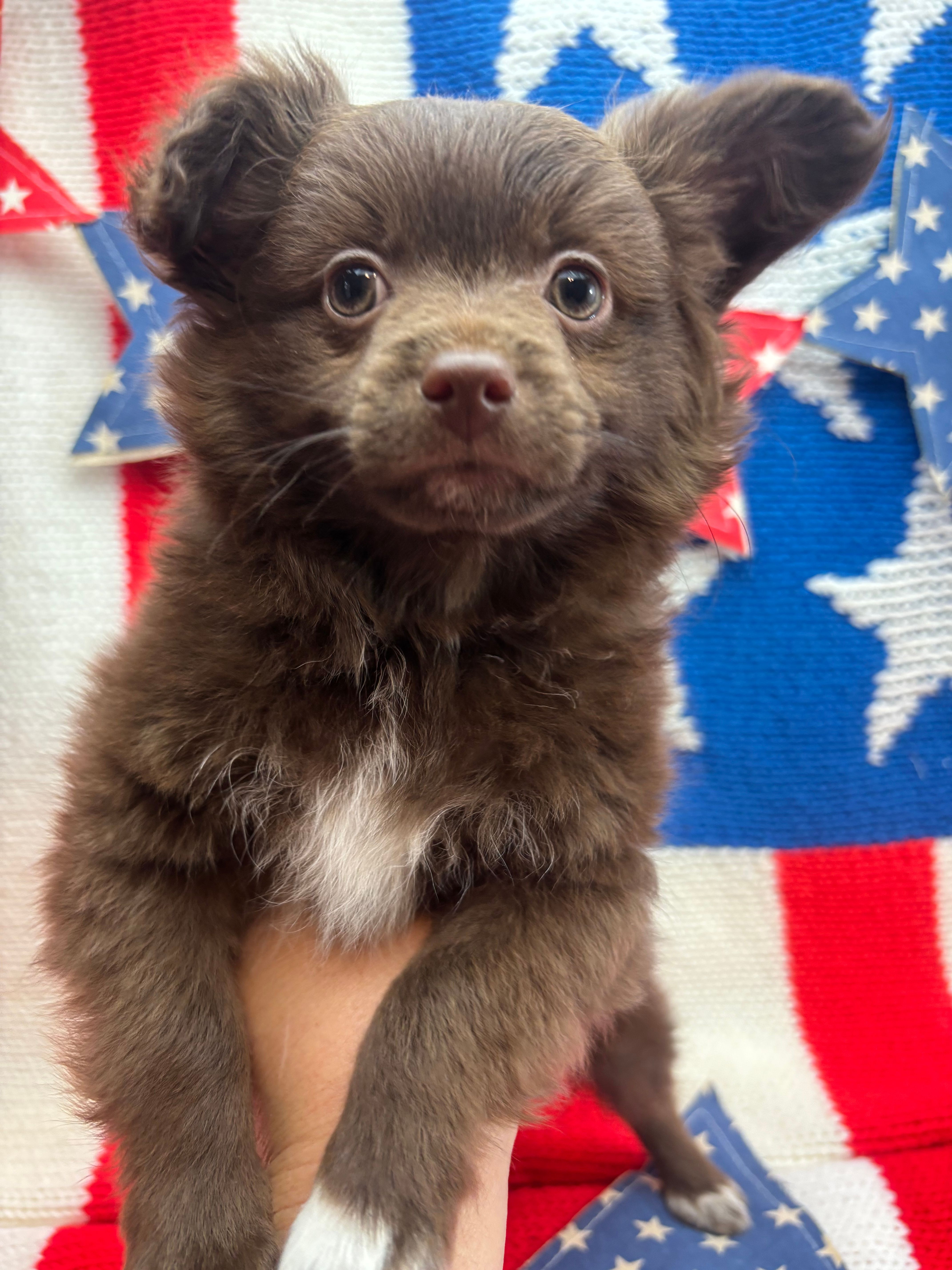 White paw  – Pomapoo puppy for sale in Inverness Highlands South, FL