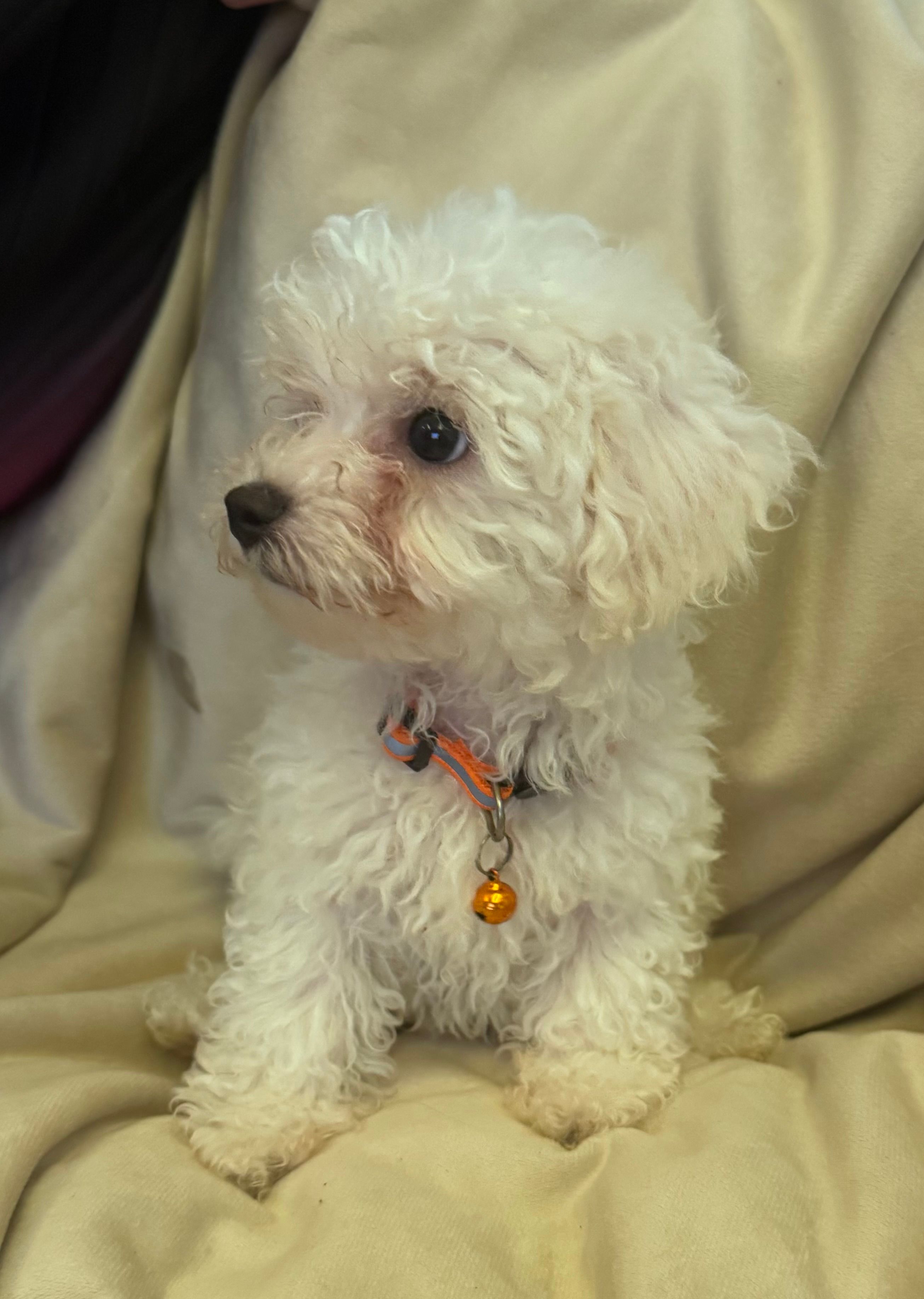 Red – Bichon Frise puppy for sale in Orlando, FL