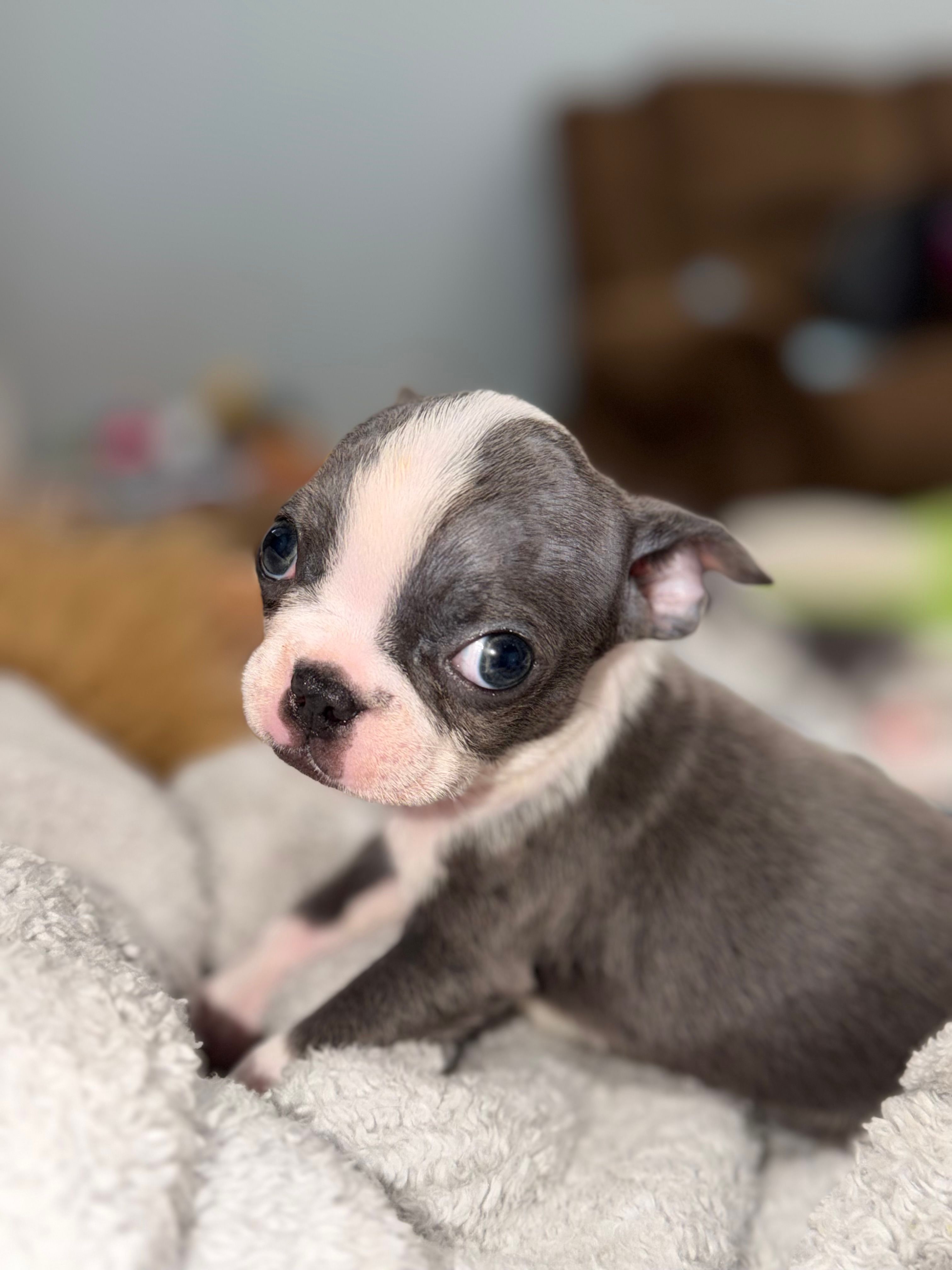 Luna – Boston Terrier puppy for sale in Stockton, CA