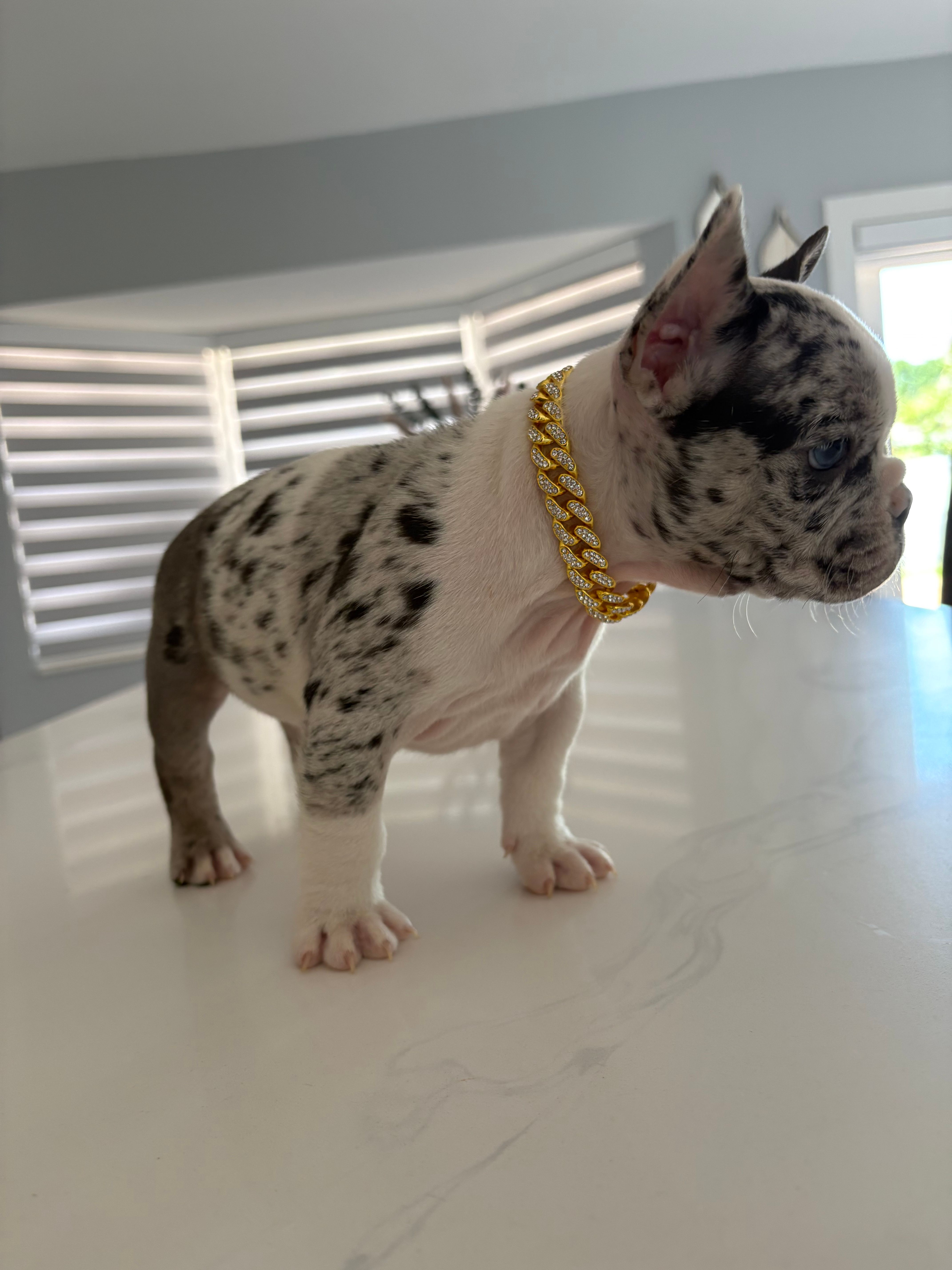 Goofy – French Bulldog puppy for sale in Miami, FL