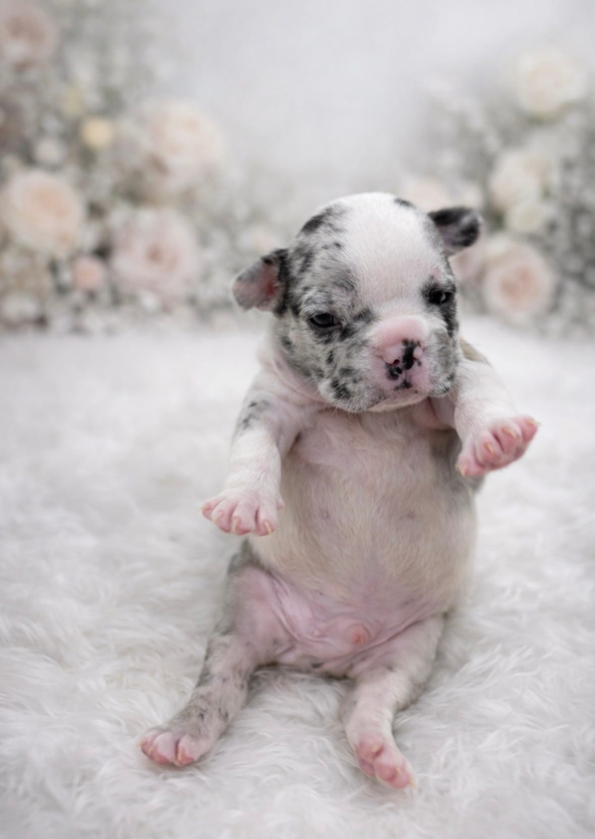 Goofy – French Bulldog puppy for sale in Miami, FL