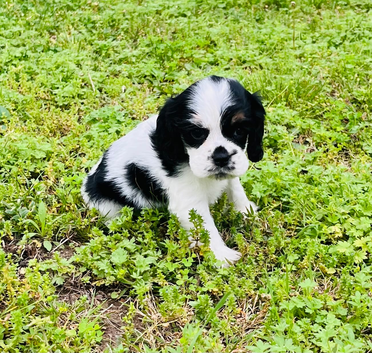 Ross – Cocker Spaniel puppy for sale in Seligman, MO