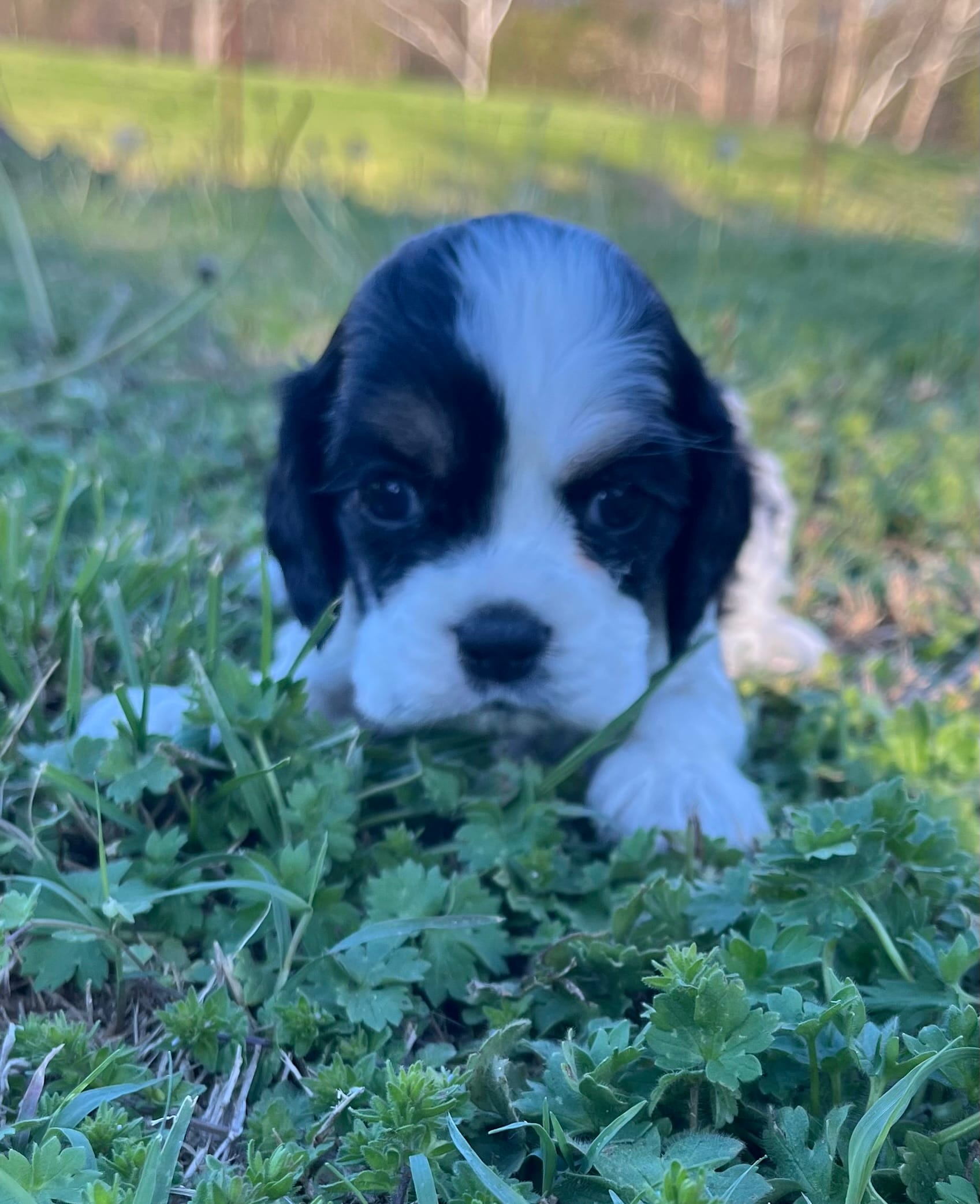 Joey – Cocker Spaniel puppy for sale in Seligman, MO
