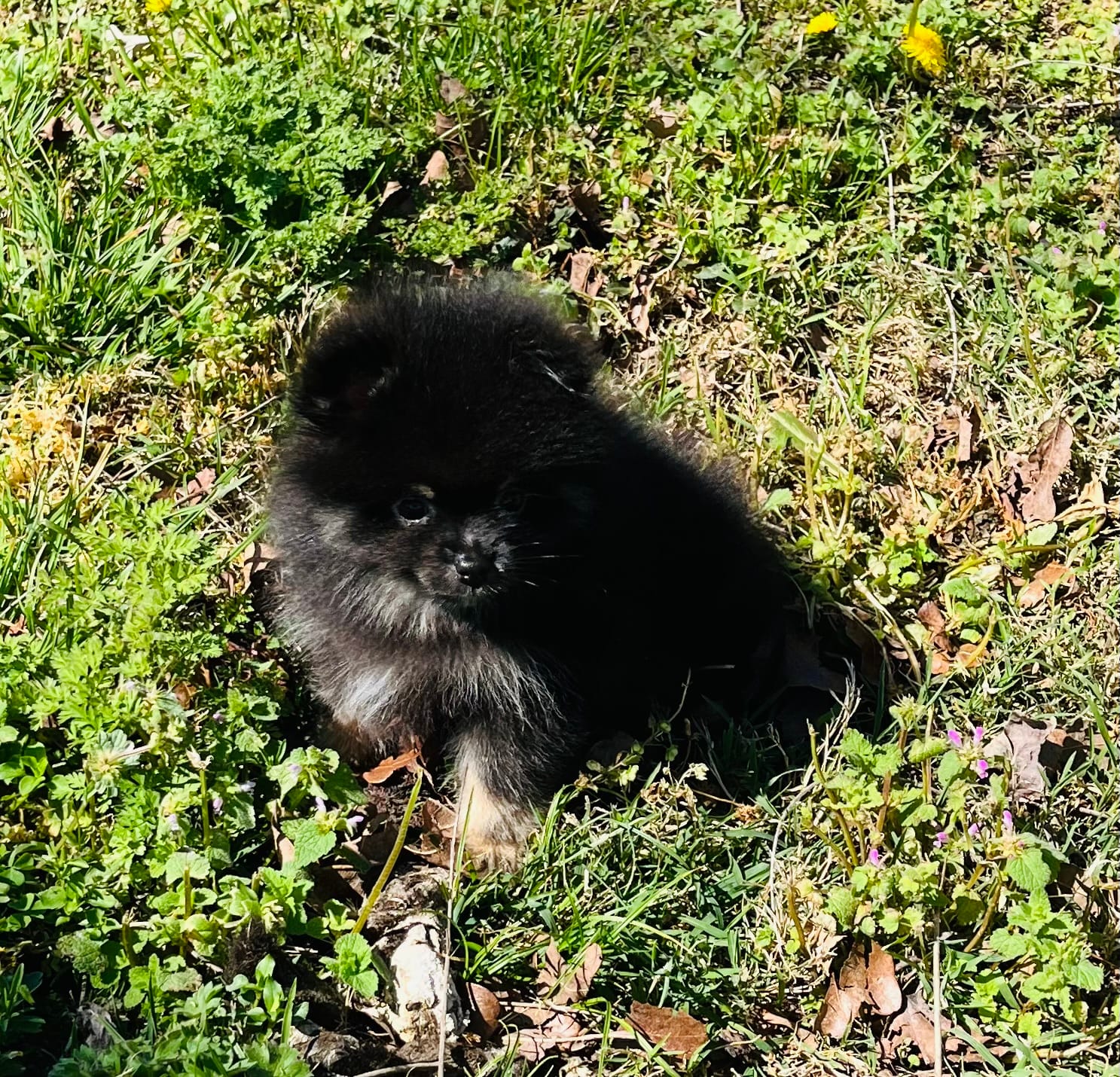 Xavy – Pomeranian puppy for sale in Seligman, MO