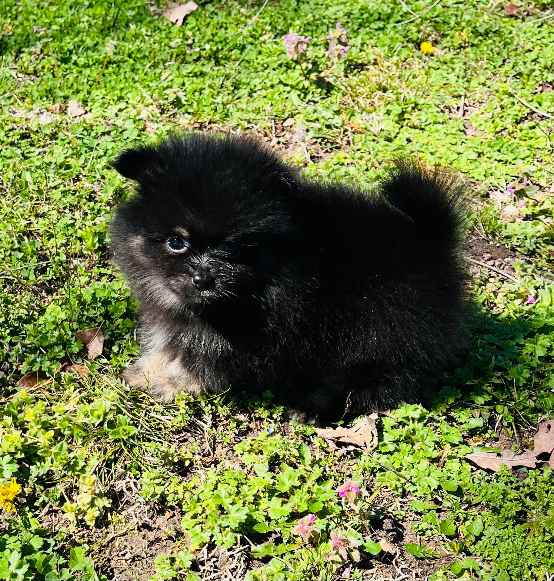 Xavy – Pomeranian puppy for sale in Seligman, MO