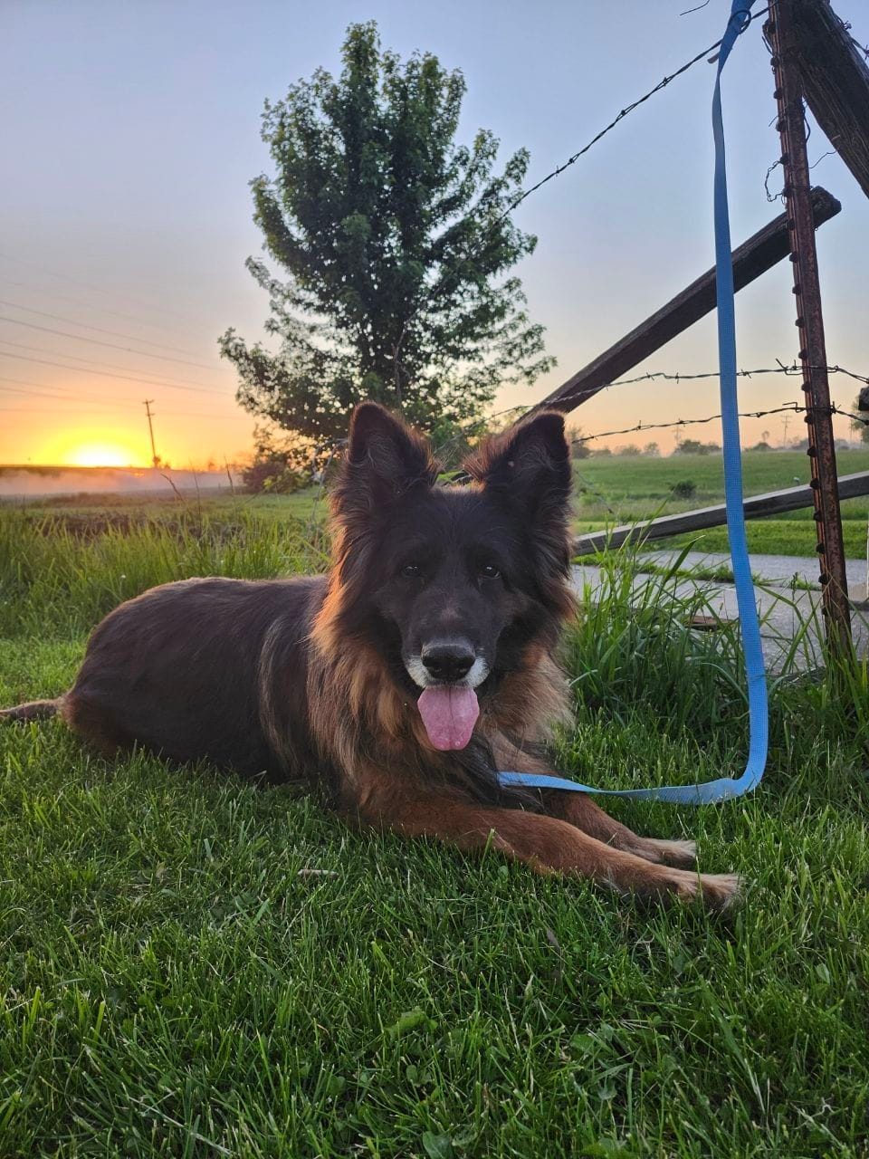 Annabelle – German Shepherd Dog puppy for sale in Kirksville, MO