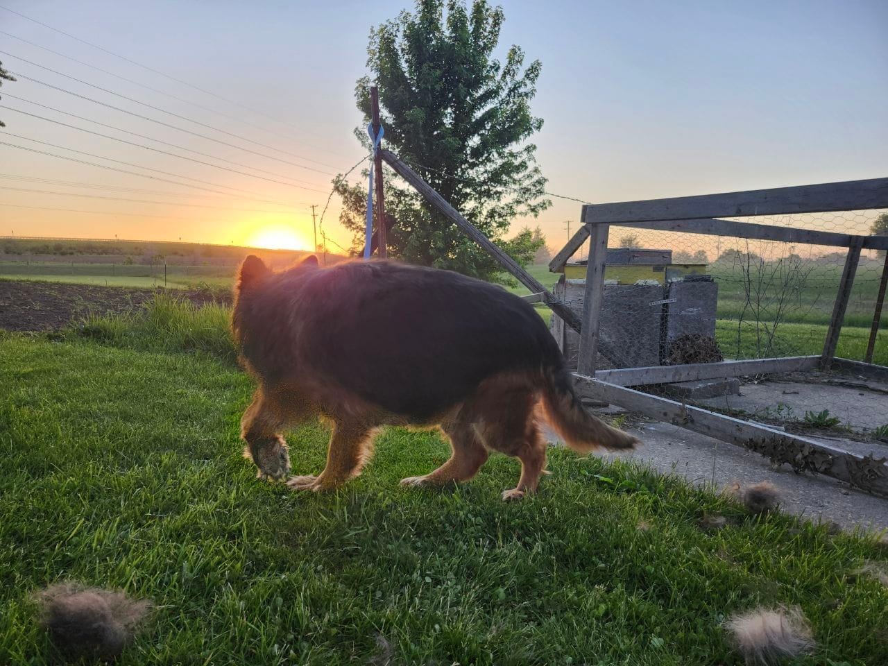 Annabelle, a female German Shepherd Dog for sale in Kirksville, MO – 2 of 2
