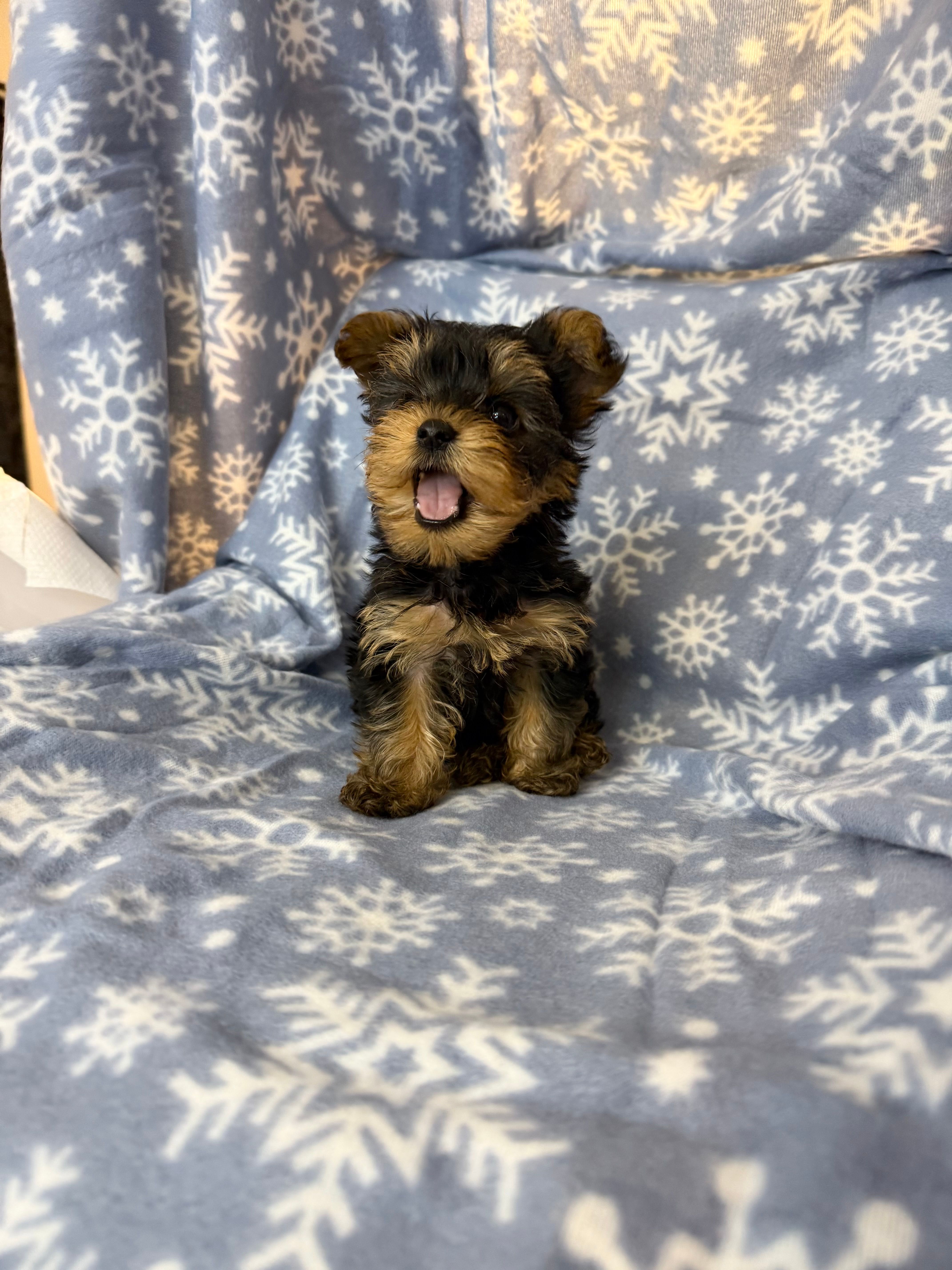 iity Biity – Yorkshire Terrier puppy for sale in Burleson, TX