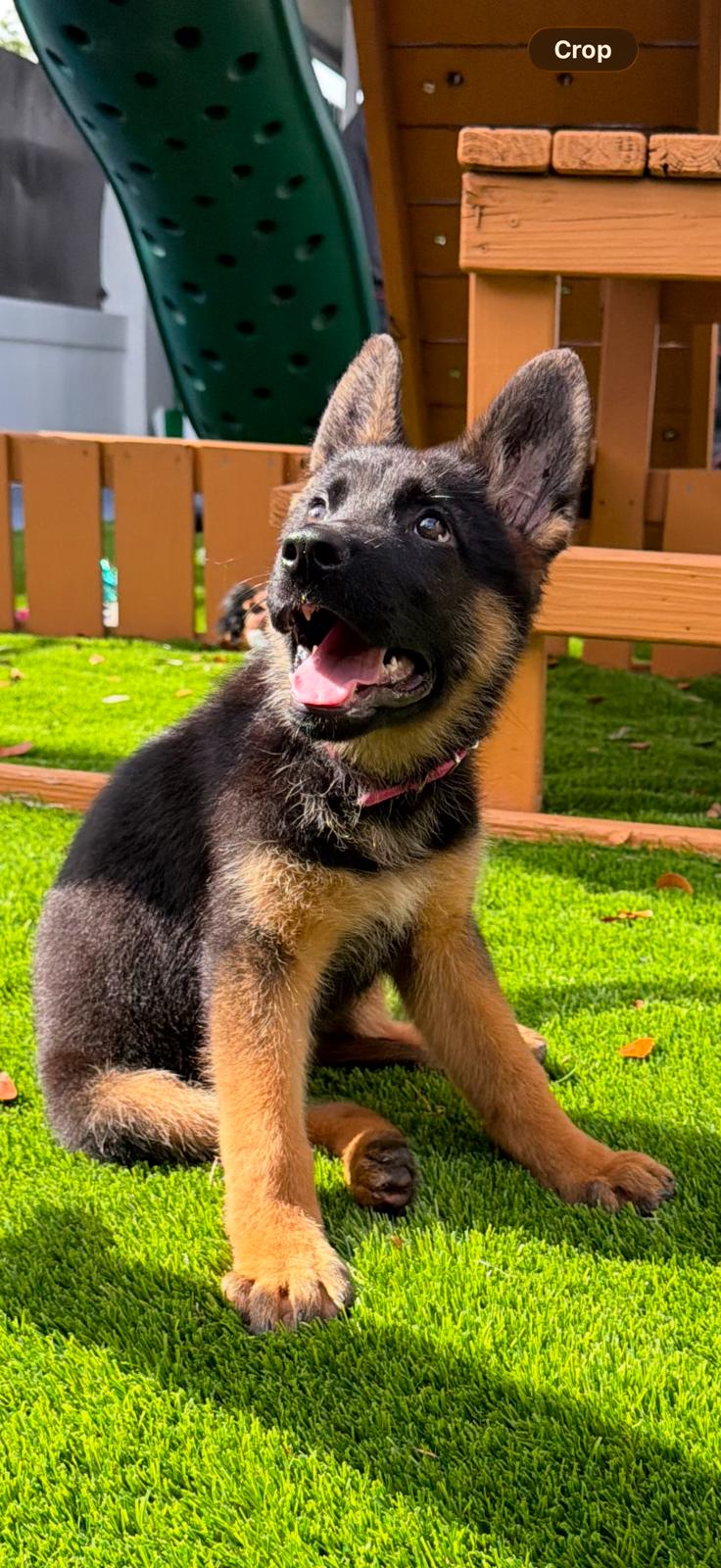 Fabiola – German Shepherd Dog puppy for sale in Miami, FL