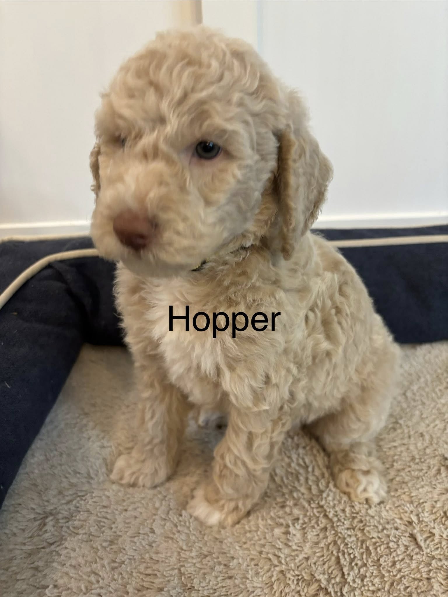 Hopper – Goldendoodle puppy for sale in Foristell, MO