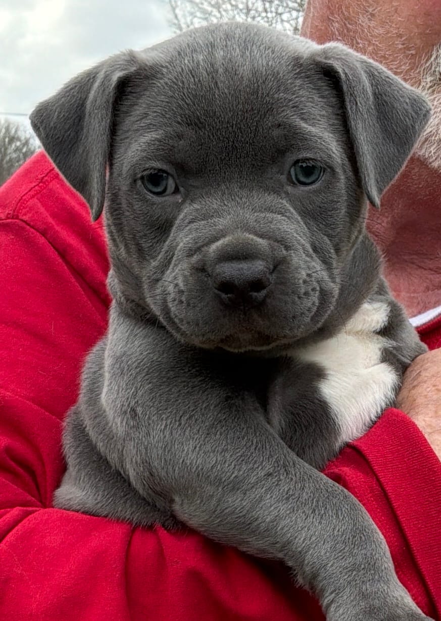 EMMA – American Pit Bull Terrier puppy for sale in Hurricane, WV