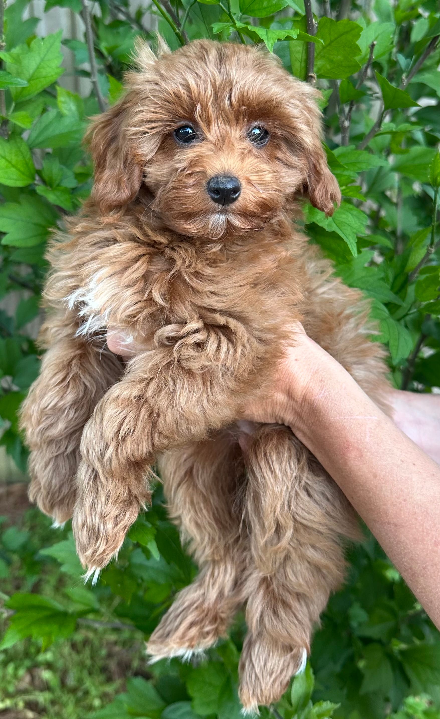 Tiny Totsie – Cavapoo, Cavalier King Charles Spaniel puppy for sale in Ozark, AR