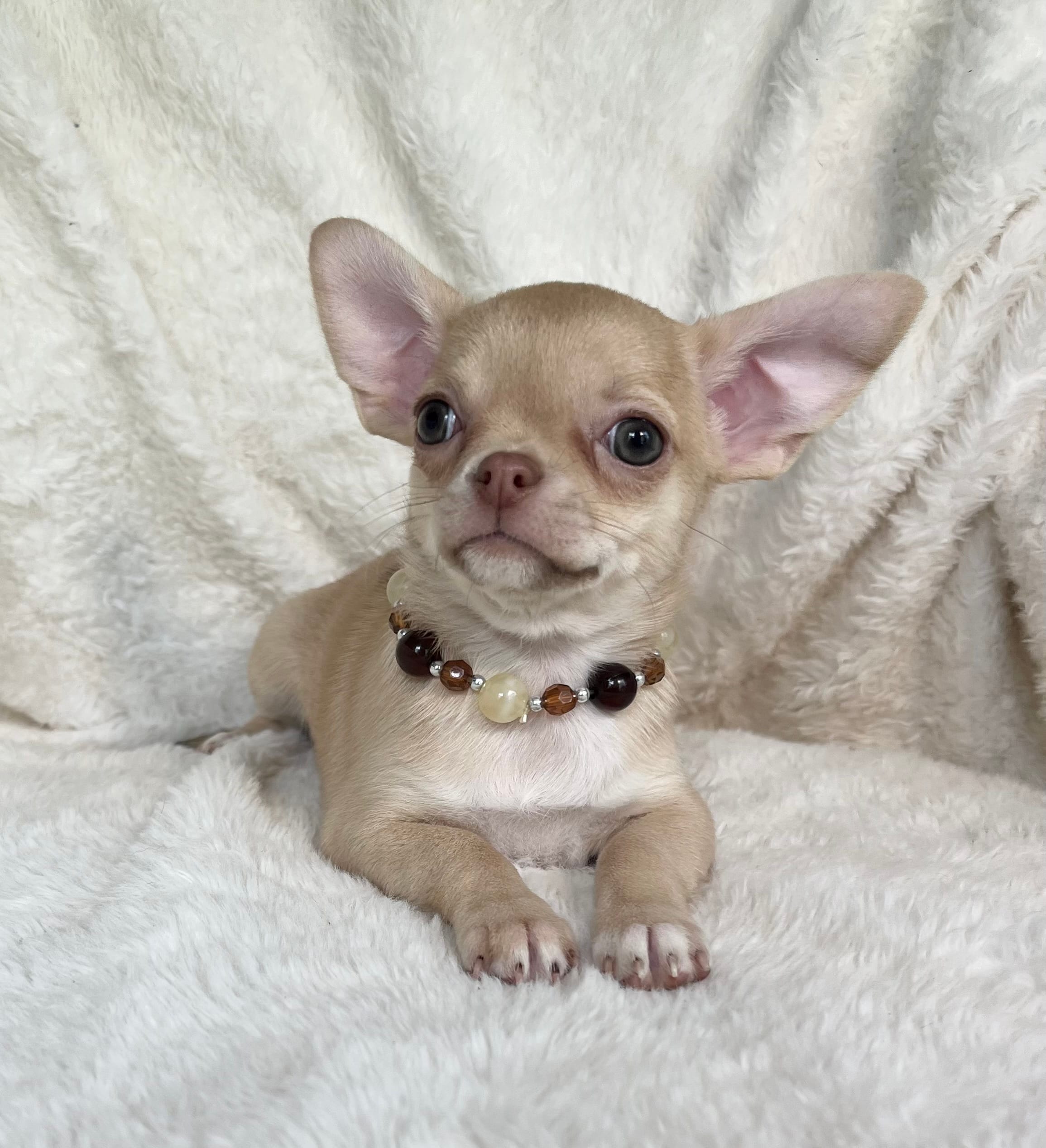 AKC Peyton – Chihuahua puppy for sale in Jasper, MO