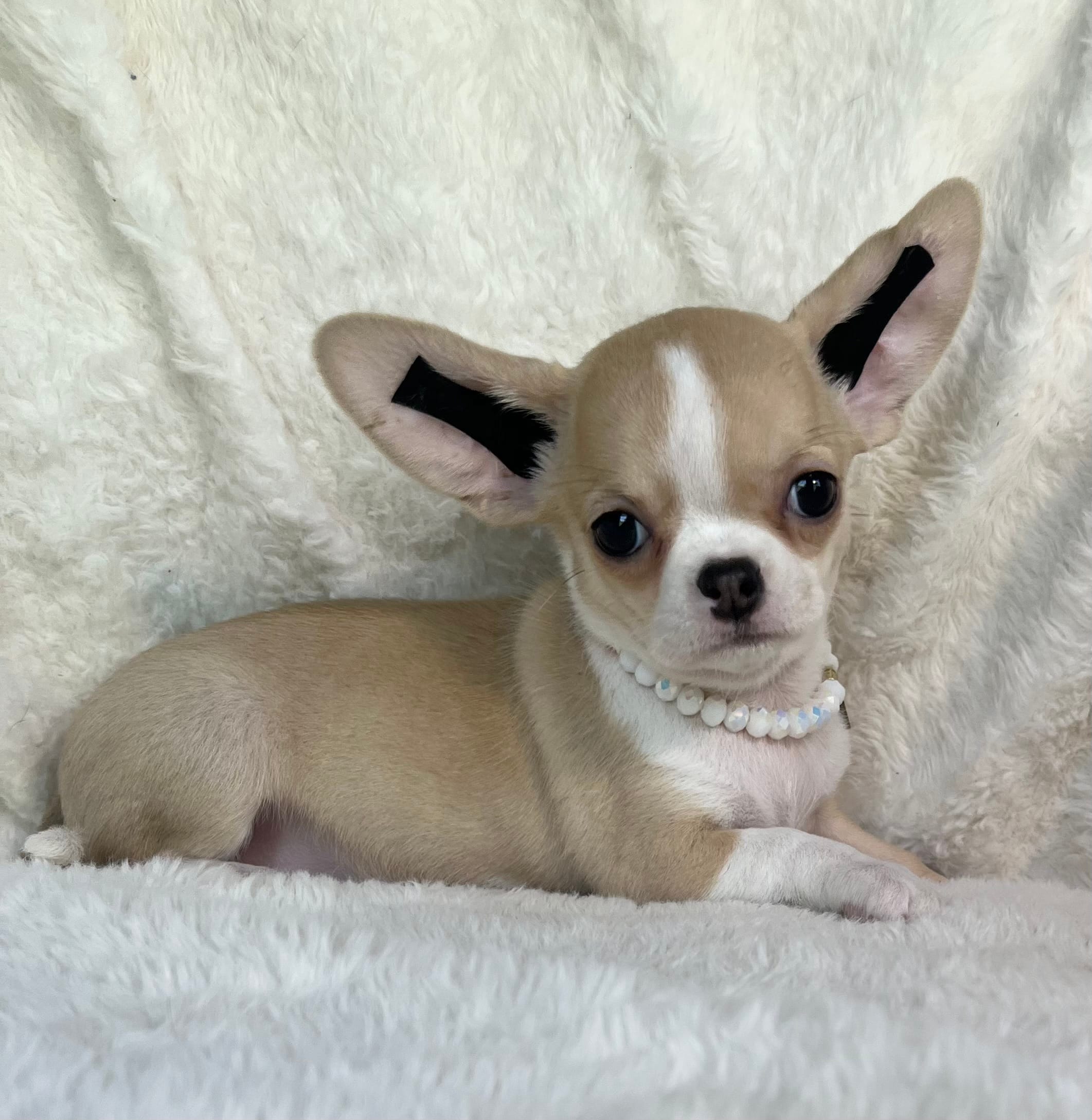 AKC Polly – Chihuahua puppy for sale in Jasper, MO