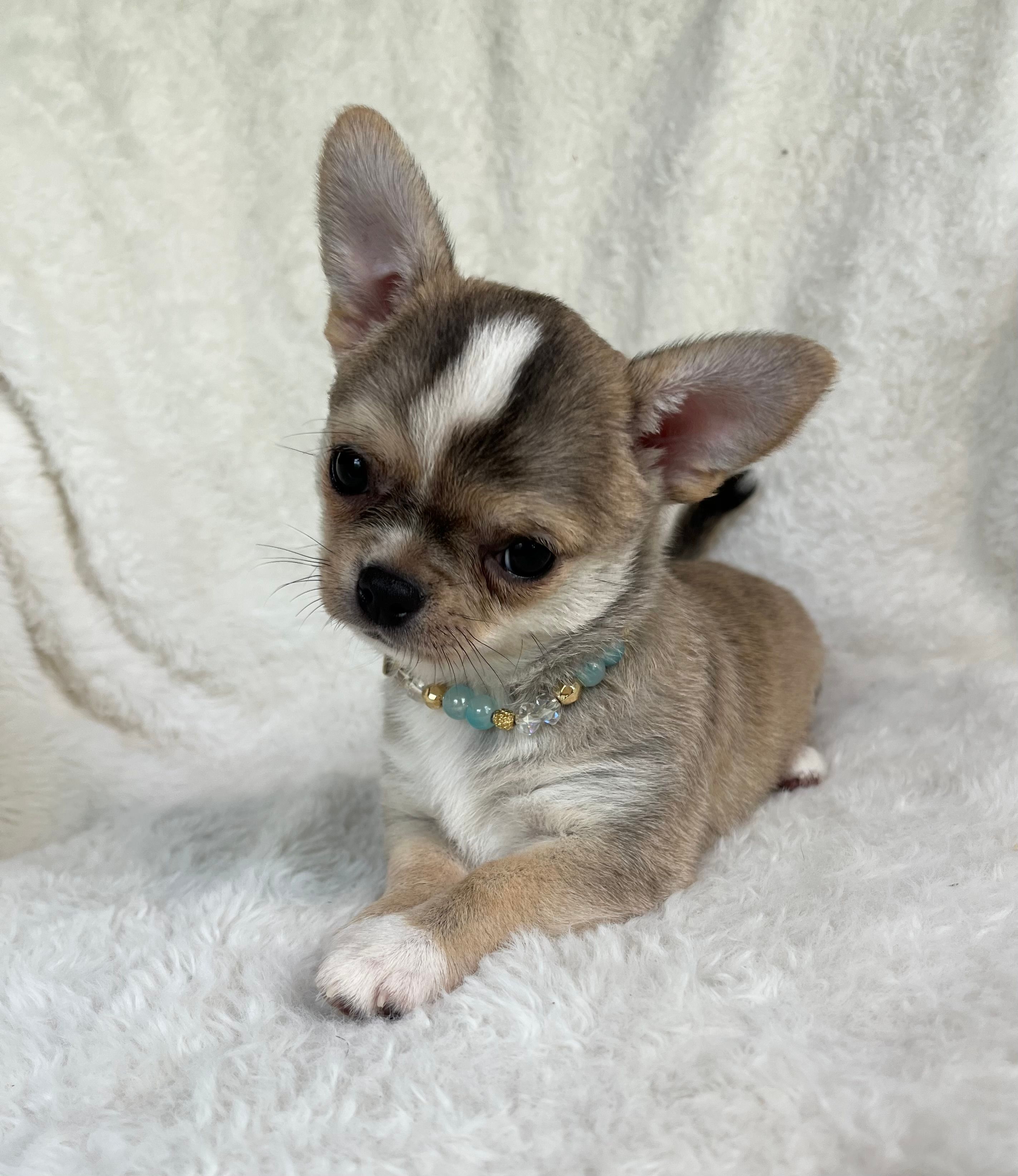 AKC Raya – Chihuahua puppy for sale in Jasper, MO