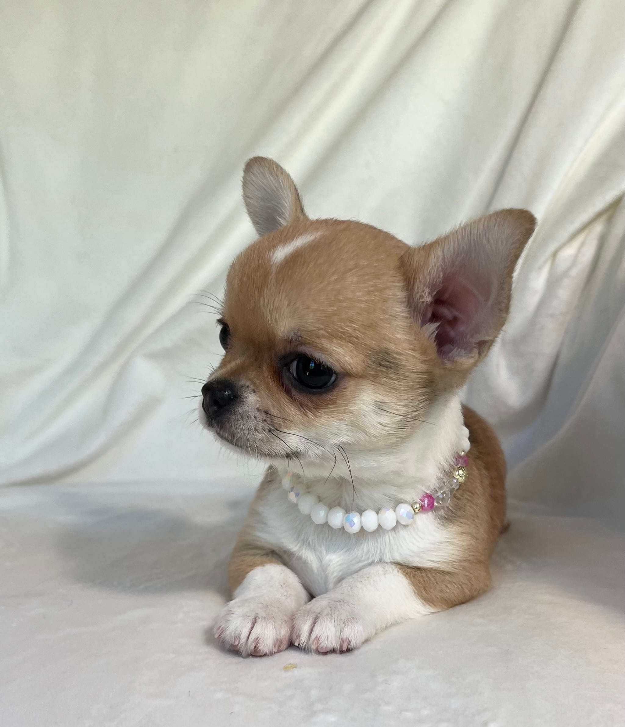 AKC Quincy  – Chihuahua puppy for sale in Jasper, MO