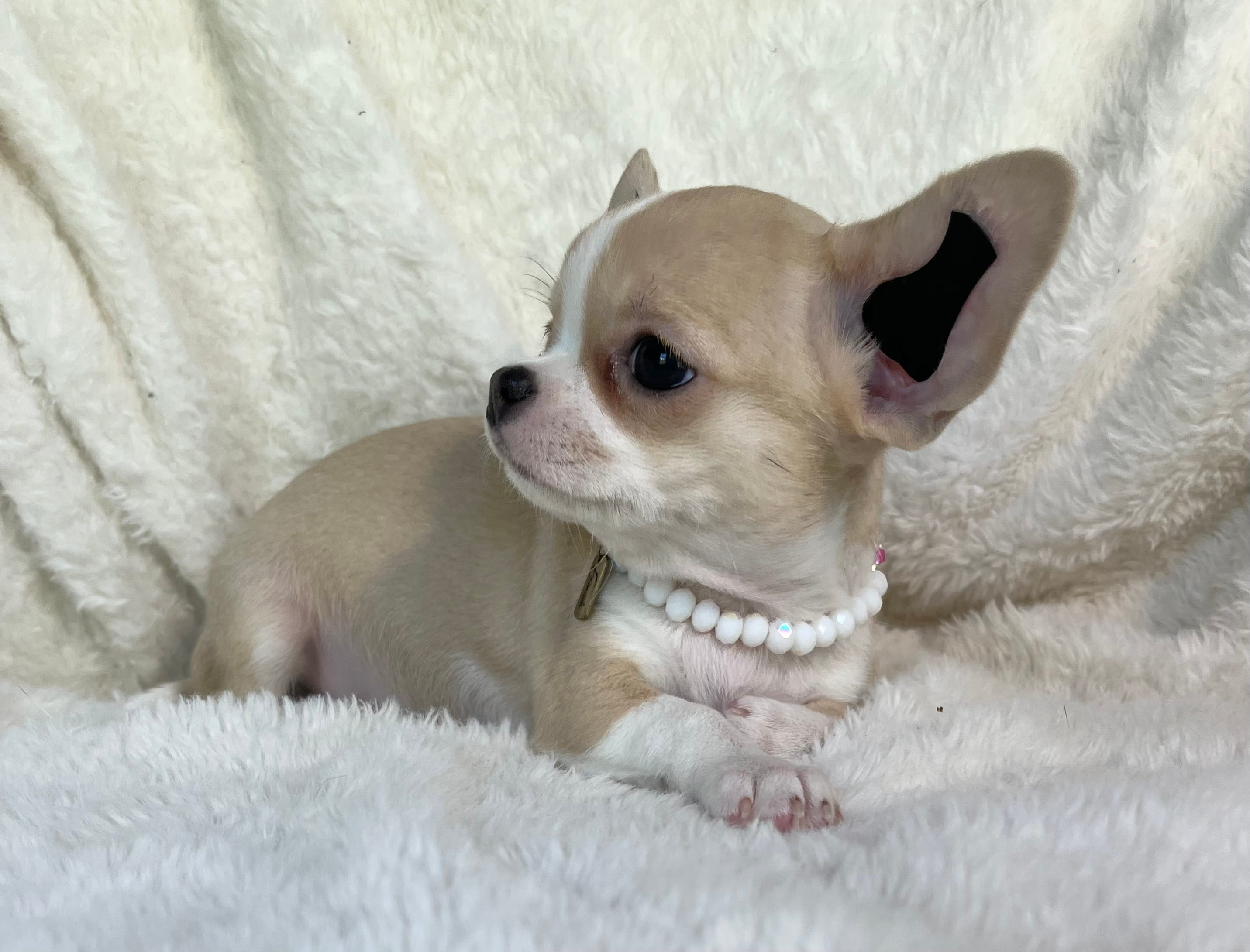 AKC Paris – Chihuahua puppy for sale in Jasper, MO