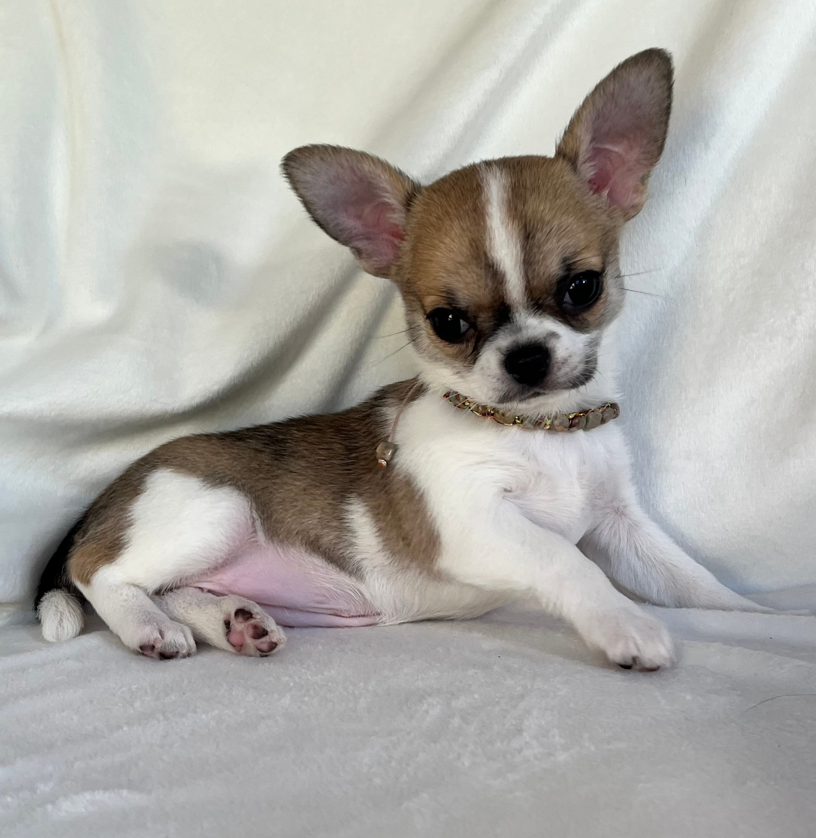 AKC Quintina – Chihuahua puppy for sale in Jasper, MO