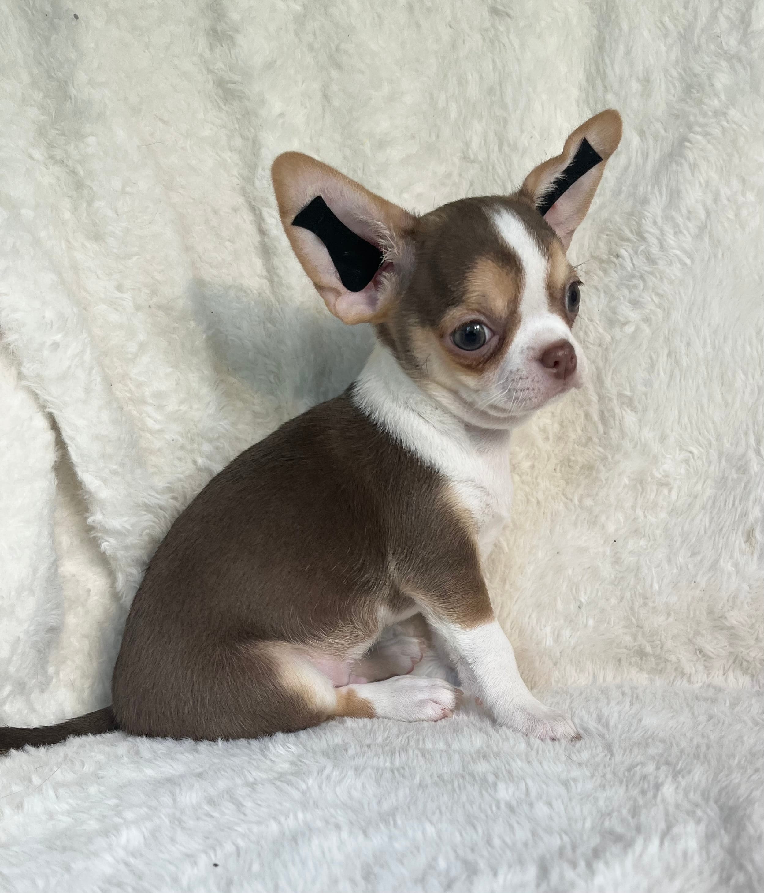 AKC Poppet – Chihuahua puppy for sale in Jasper, MO