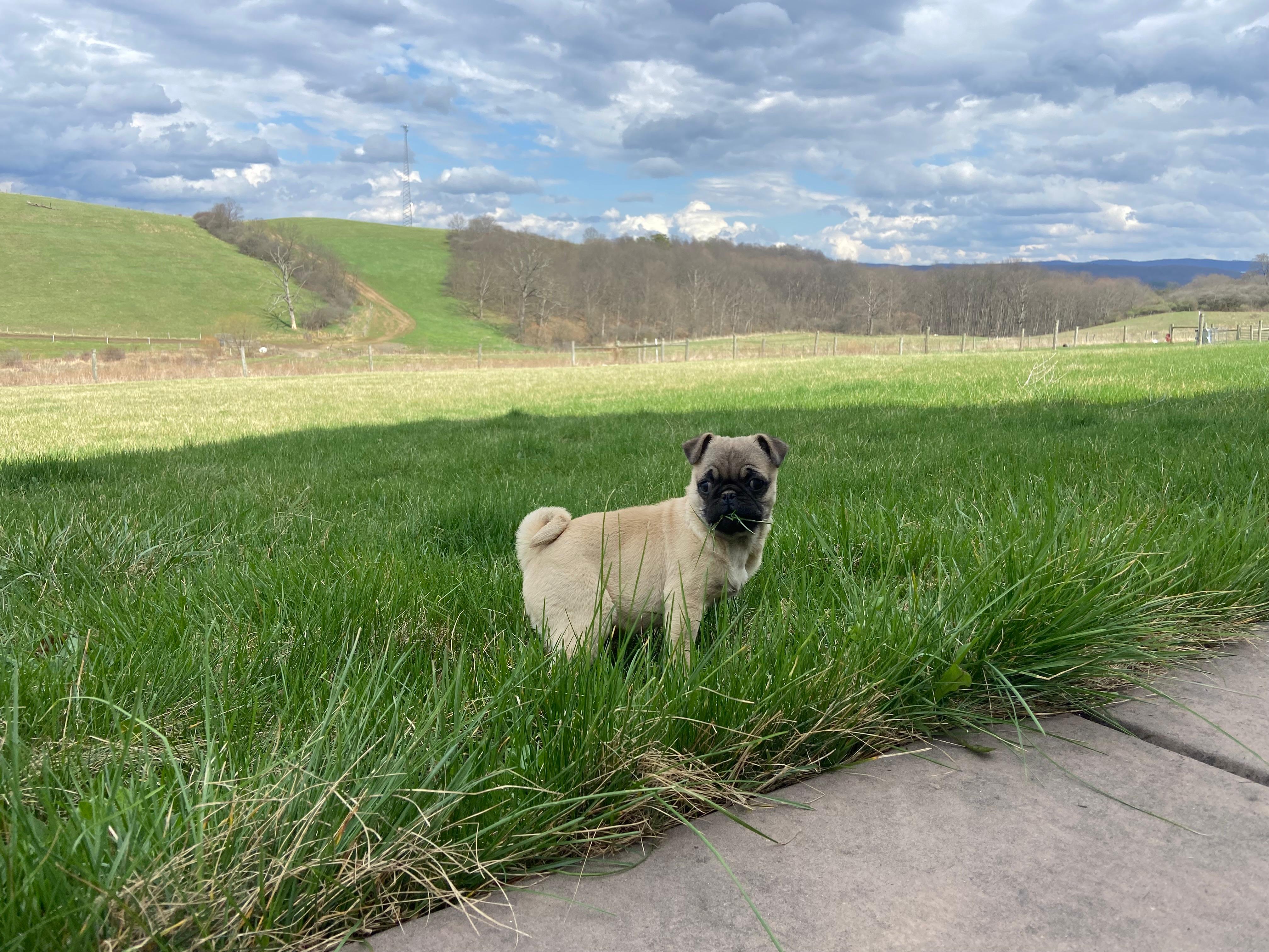 Max – Pug puppy for sale in Manns Choice, PA