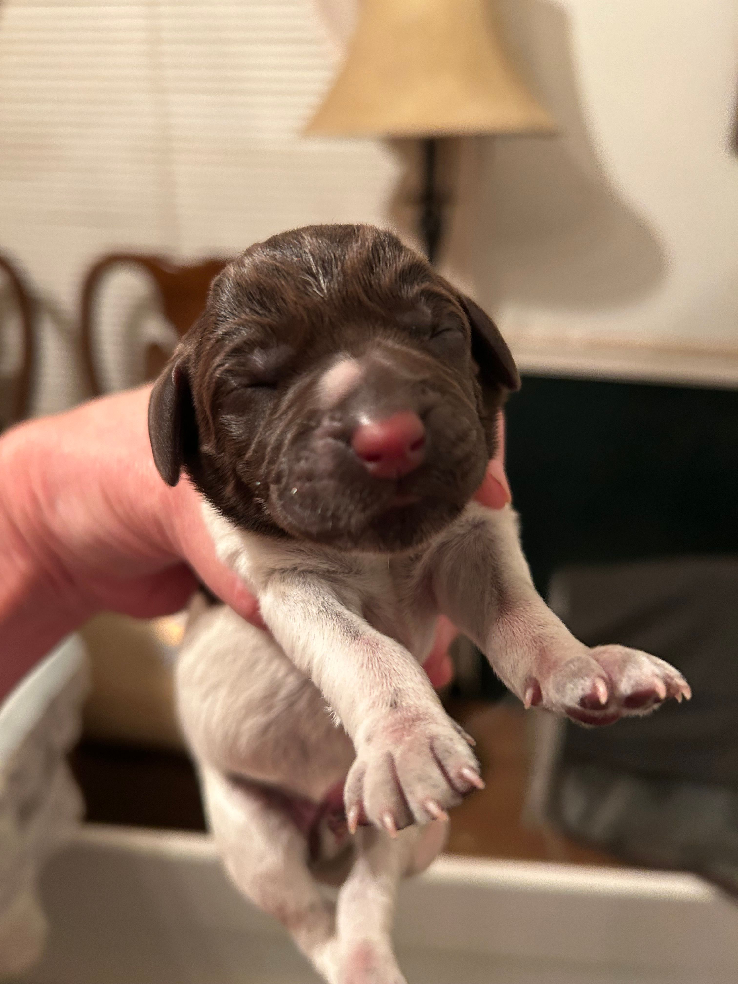 Lilac Collar Female  – Wirehaired Pointing Griffon puppy for sale in Okmulgee, OK