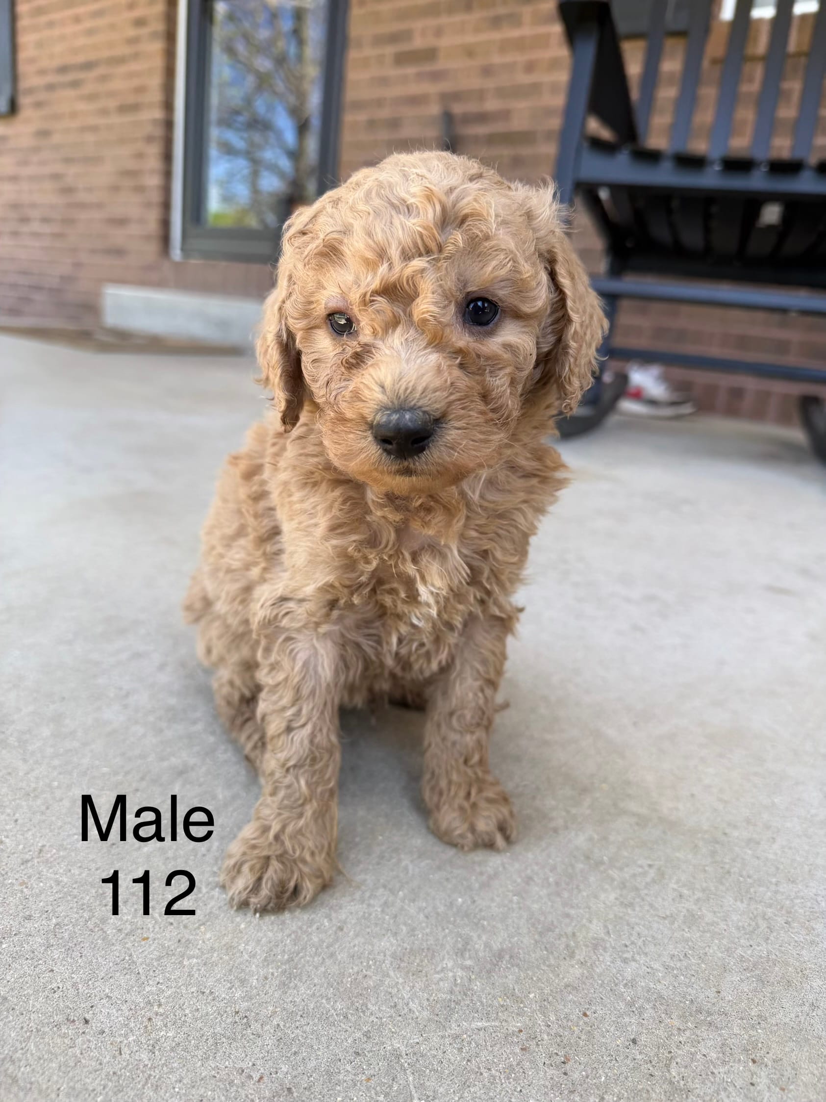 Goldendoodle 112  – Goldendoodle, Miniature Goldendoodle puppy for sale in Houston, MO