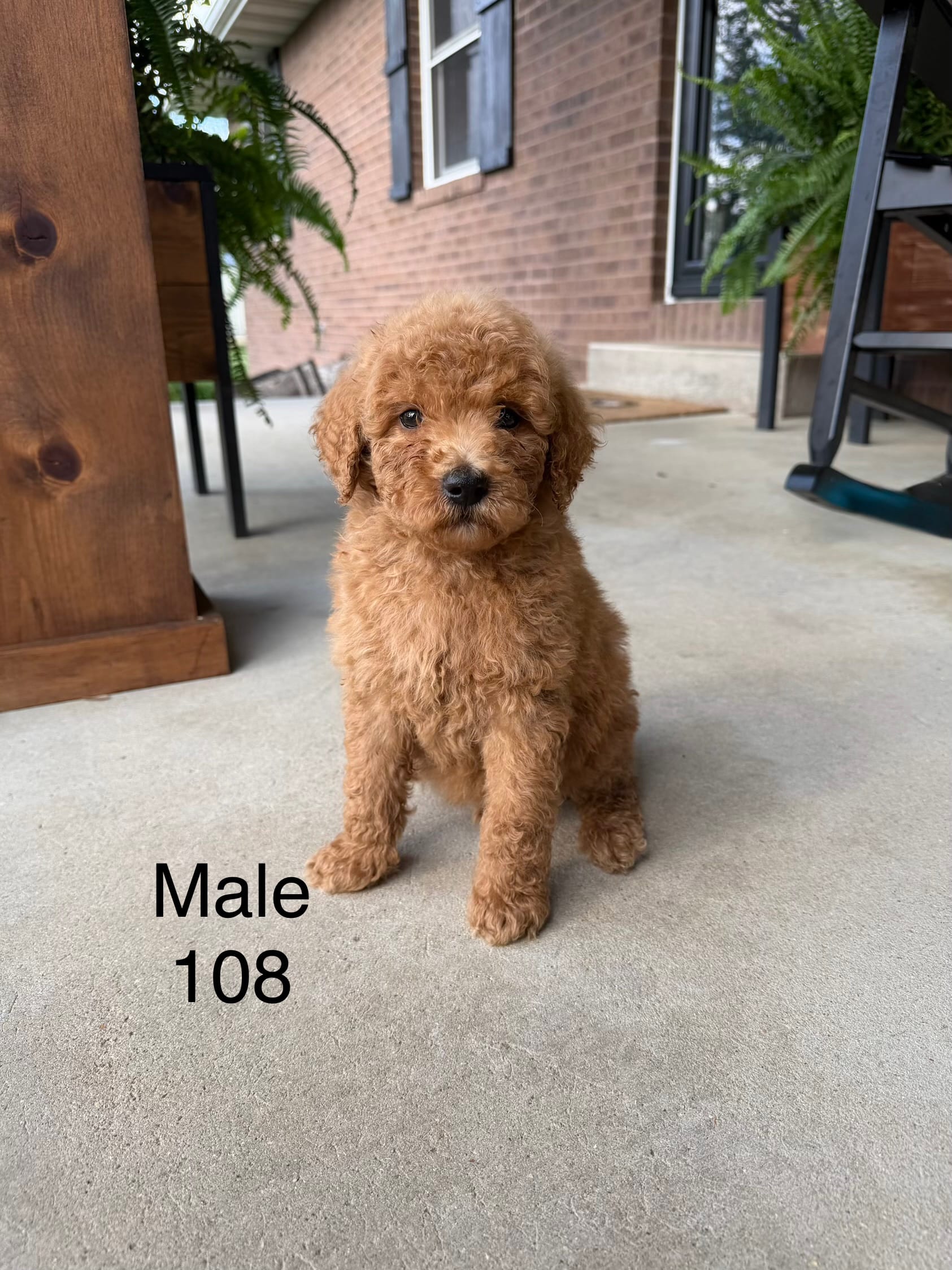 Goldendoodle 108 – Goldendoodle, Miniature Goldendoodle puppy for sale in Houston, MO