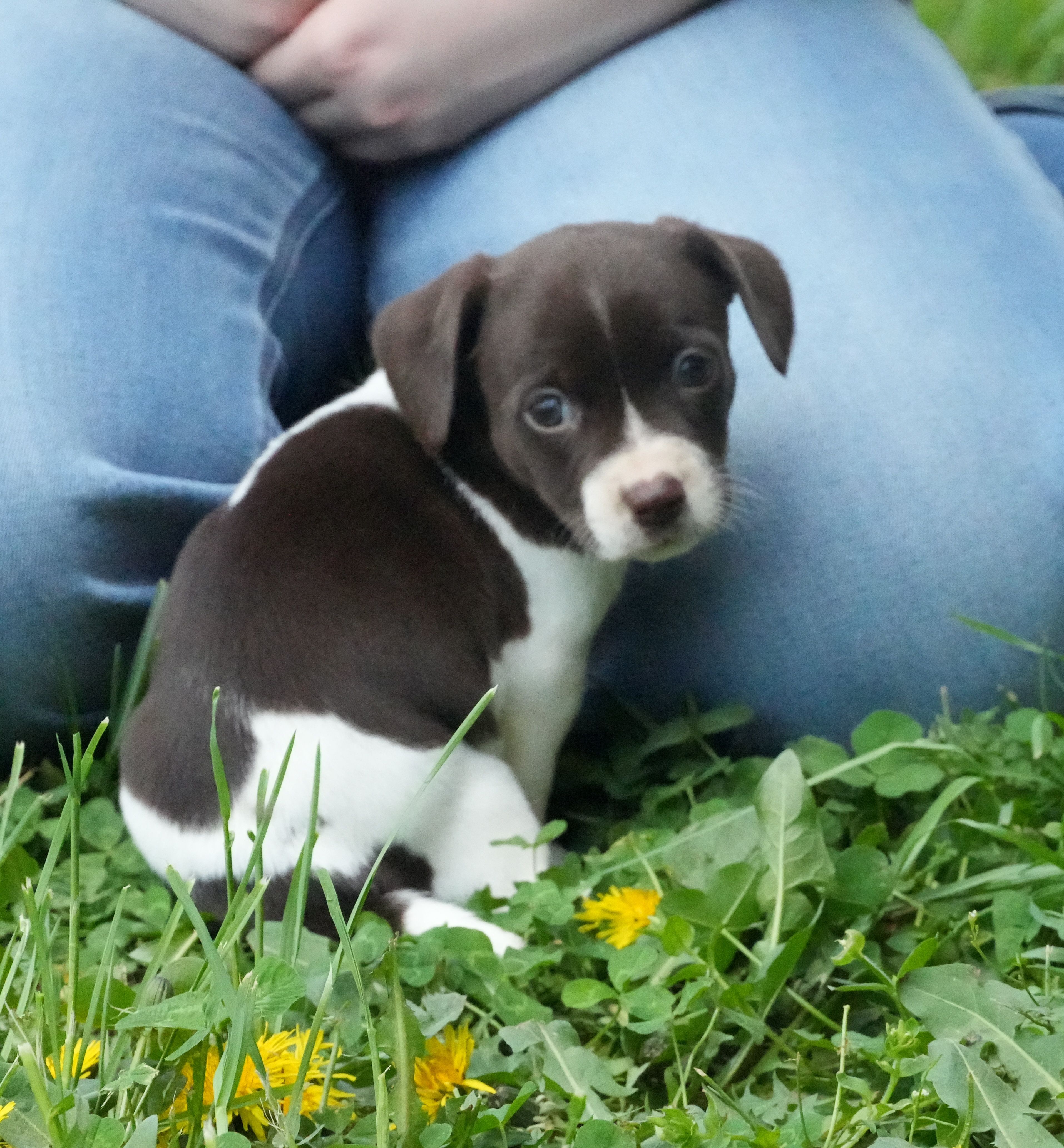 Pixie  – Chihuahua, Miniature Dachshund puppy for sale in Bullock, NC
