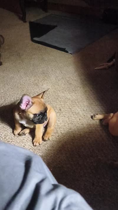 Lily, a female French Bulldog for sale in Mansfield, OH – 2 of 3