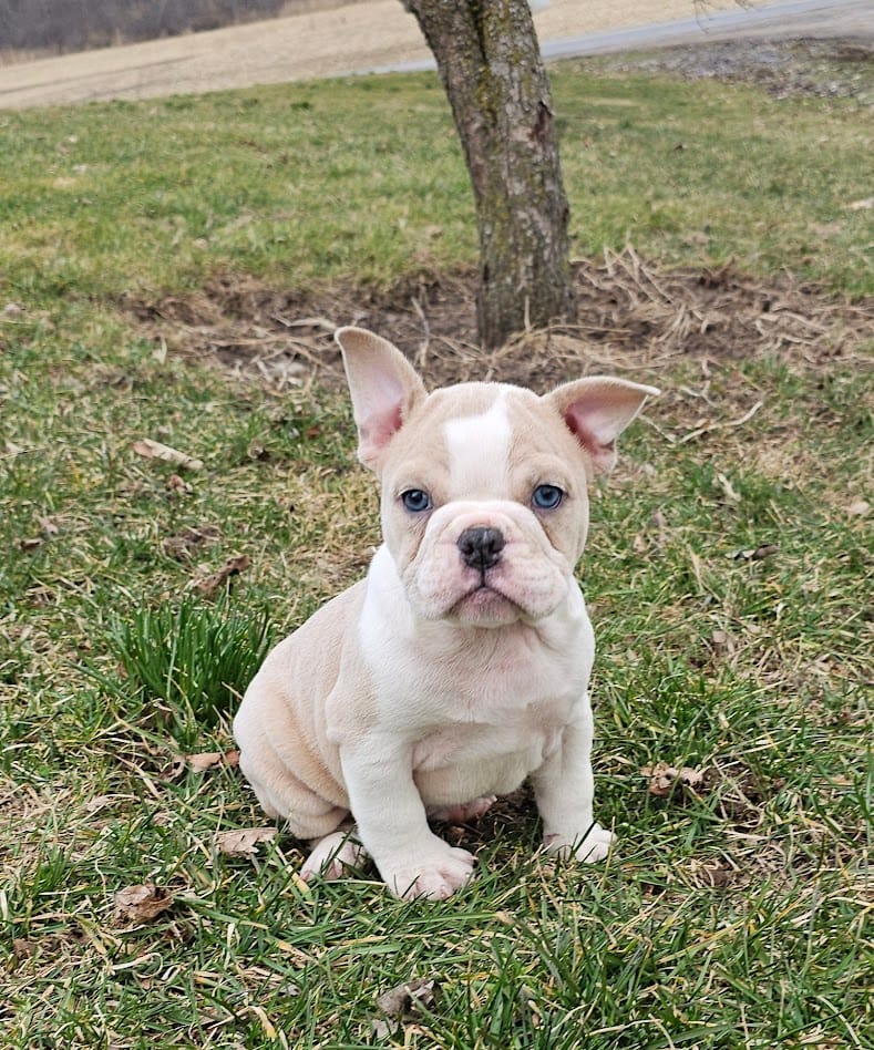 Mini Bulldog Fawn Merle – English Bulldog, French Bulldog puppy for sale in Clyde, NY