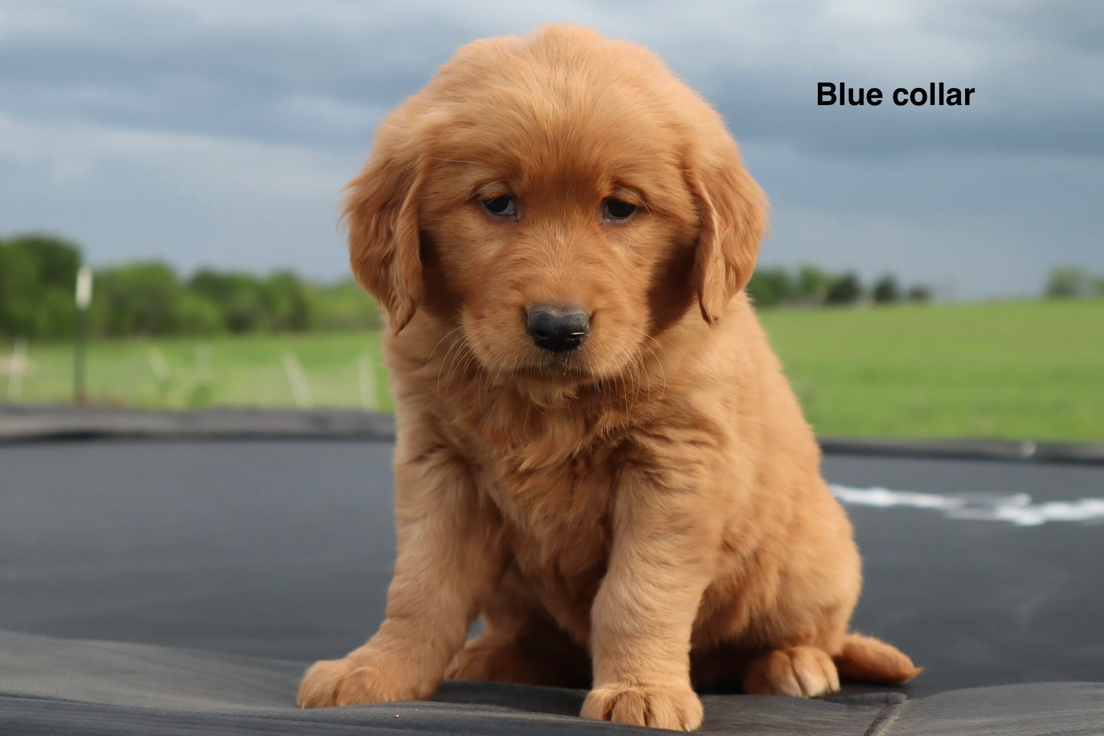 Addison – Golden Retriever puppy for sale in Kemp, TX