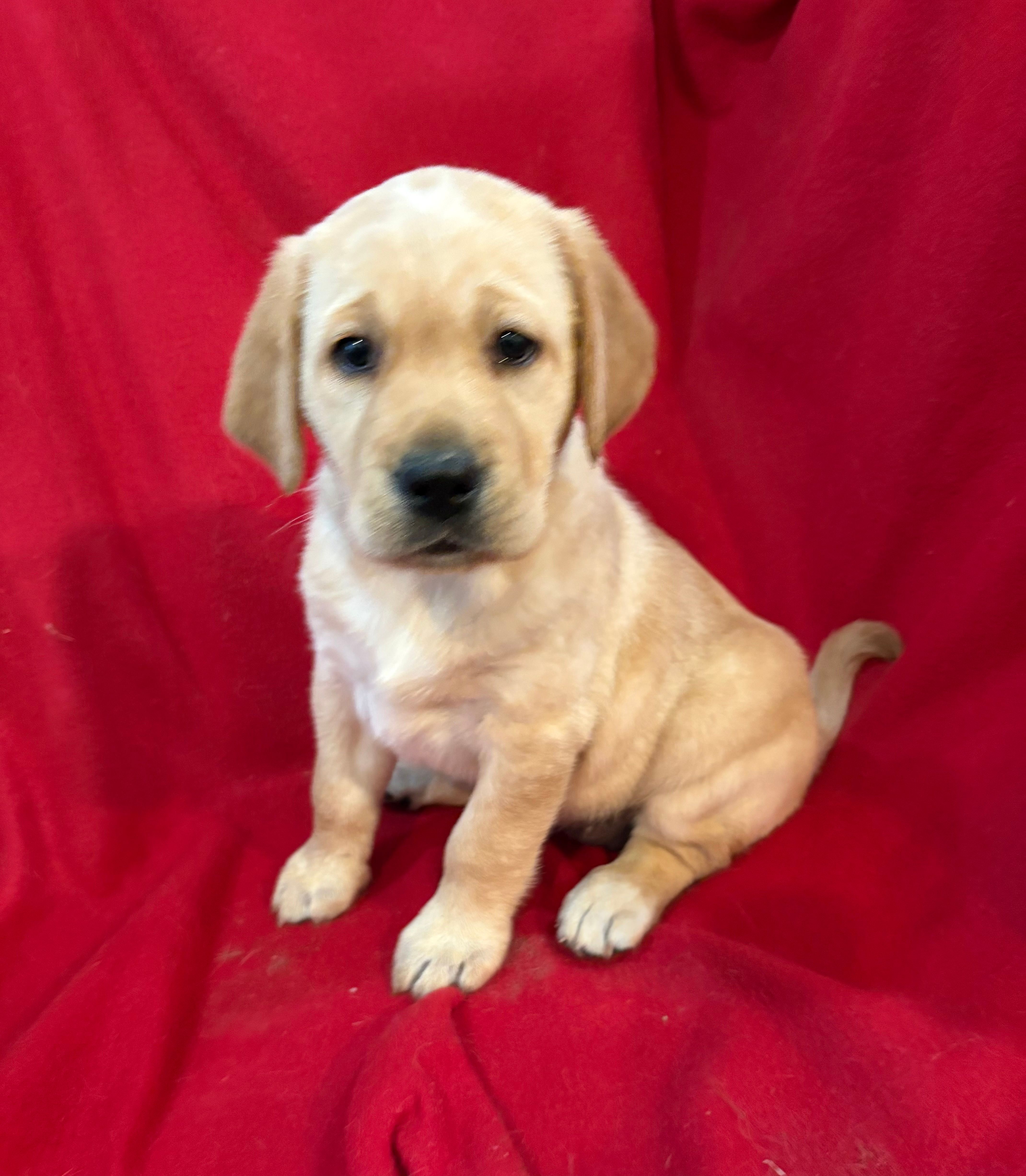 Yellow Female – Labrador Retriever puppy for sale in Des Moines, IA