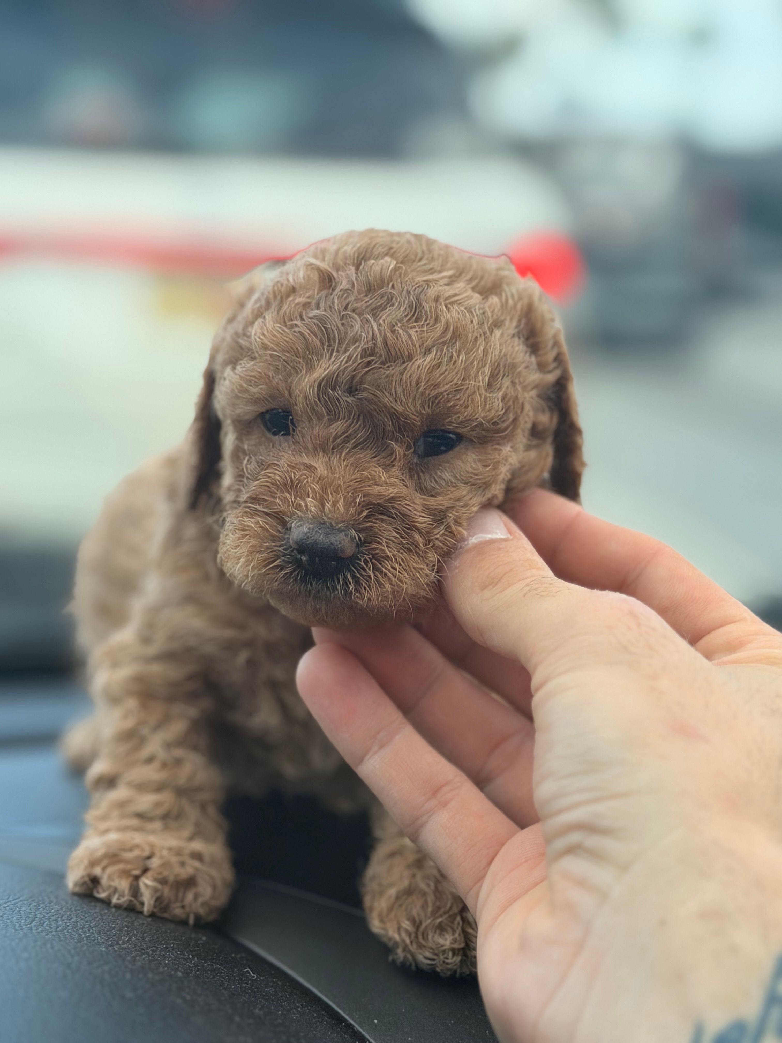 Teddi – Miniature Goldendoodle puppy for sale in Orlando, FL