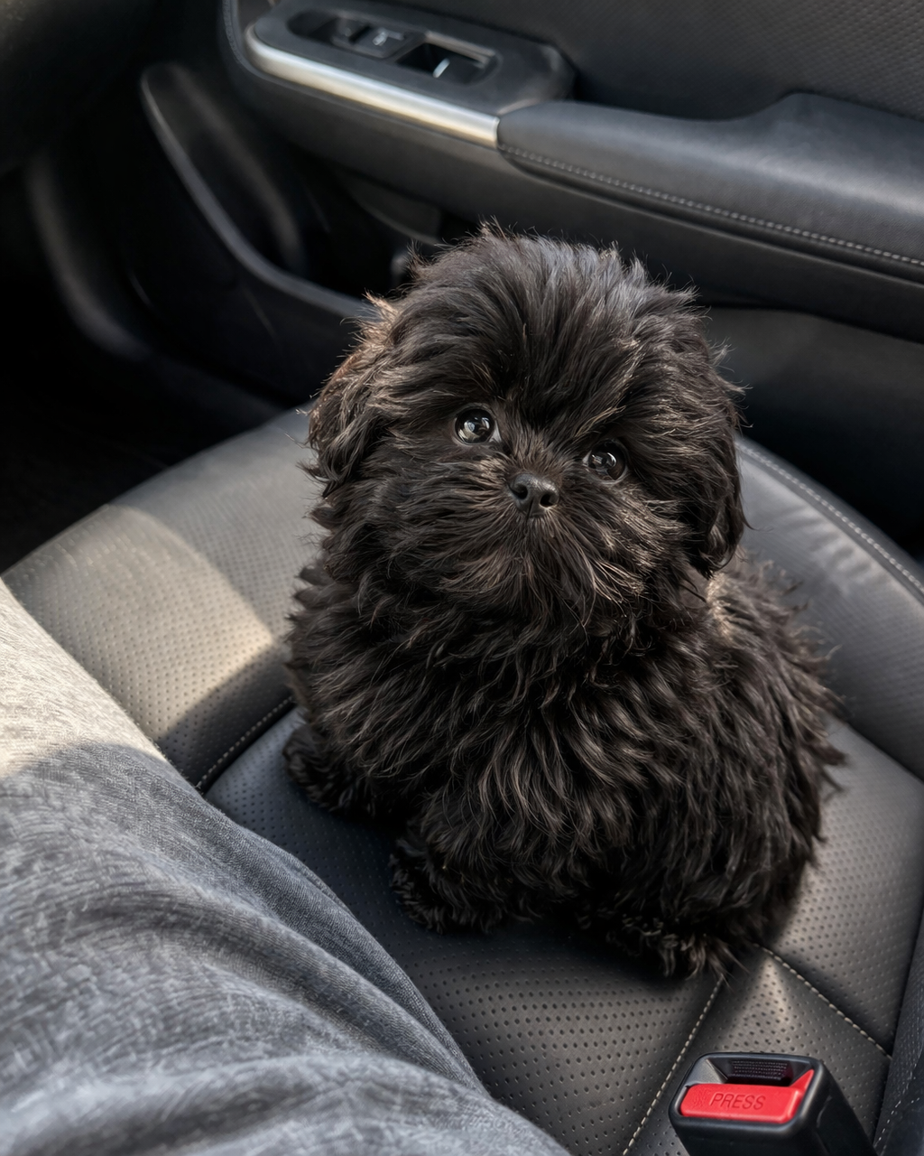 Noé  – Shih Tzu puppy for sale in Orlando, FL