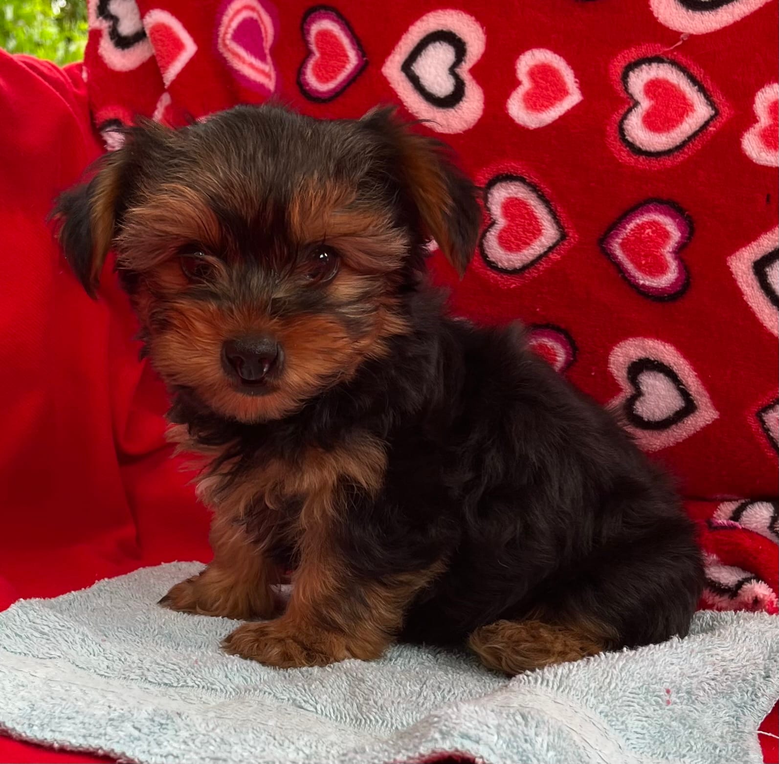 Acker – Yorkshire Terrier puppy for sale in Wrightsville, GA