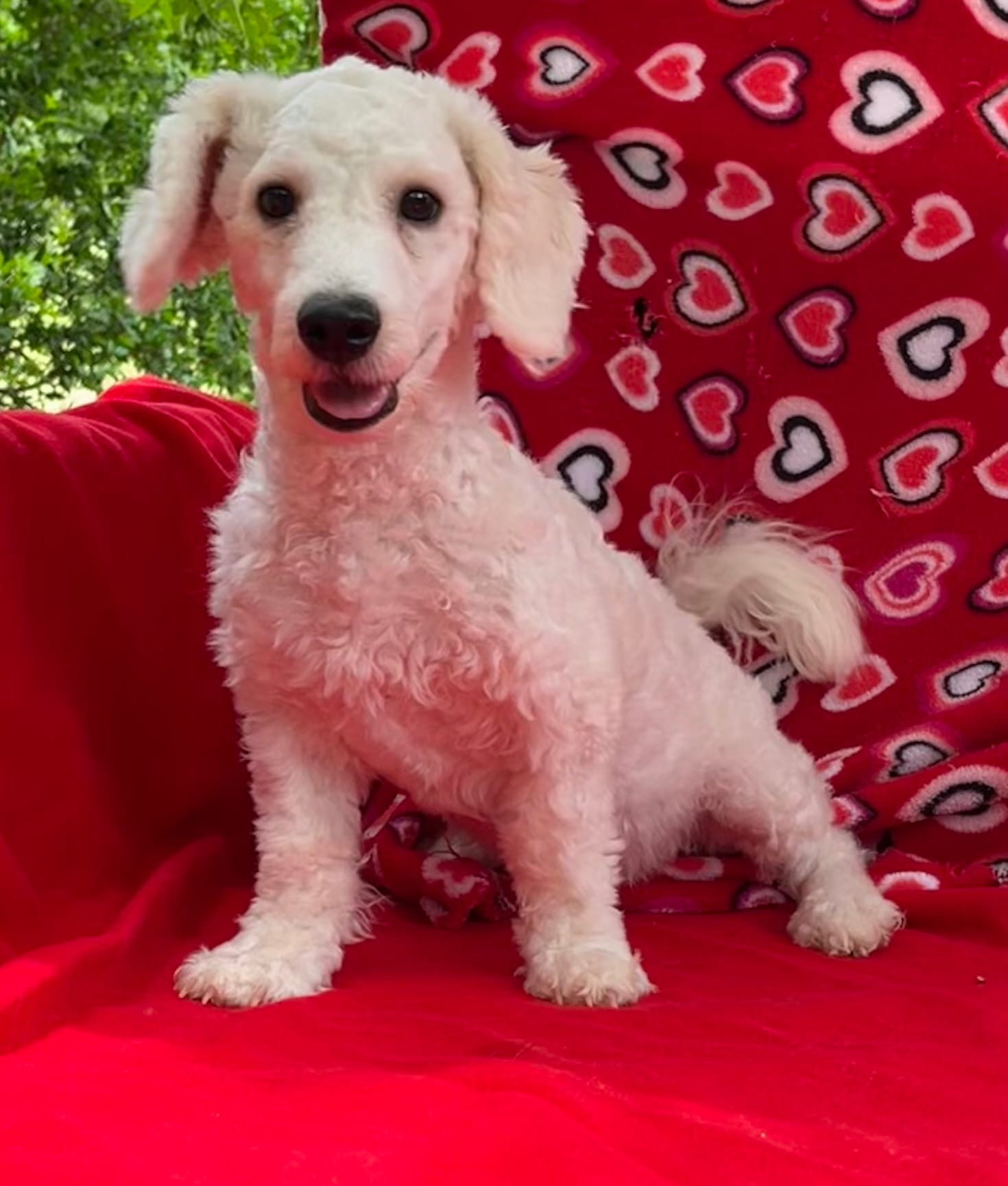 Skylar  – Bichon Frise puppy for sale in Wrightsville, GA