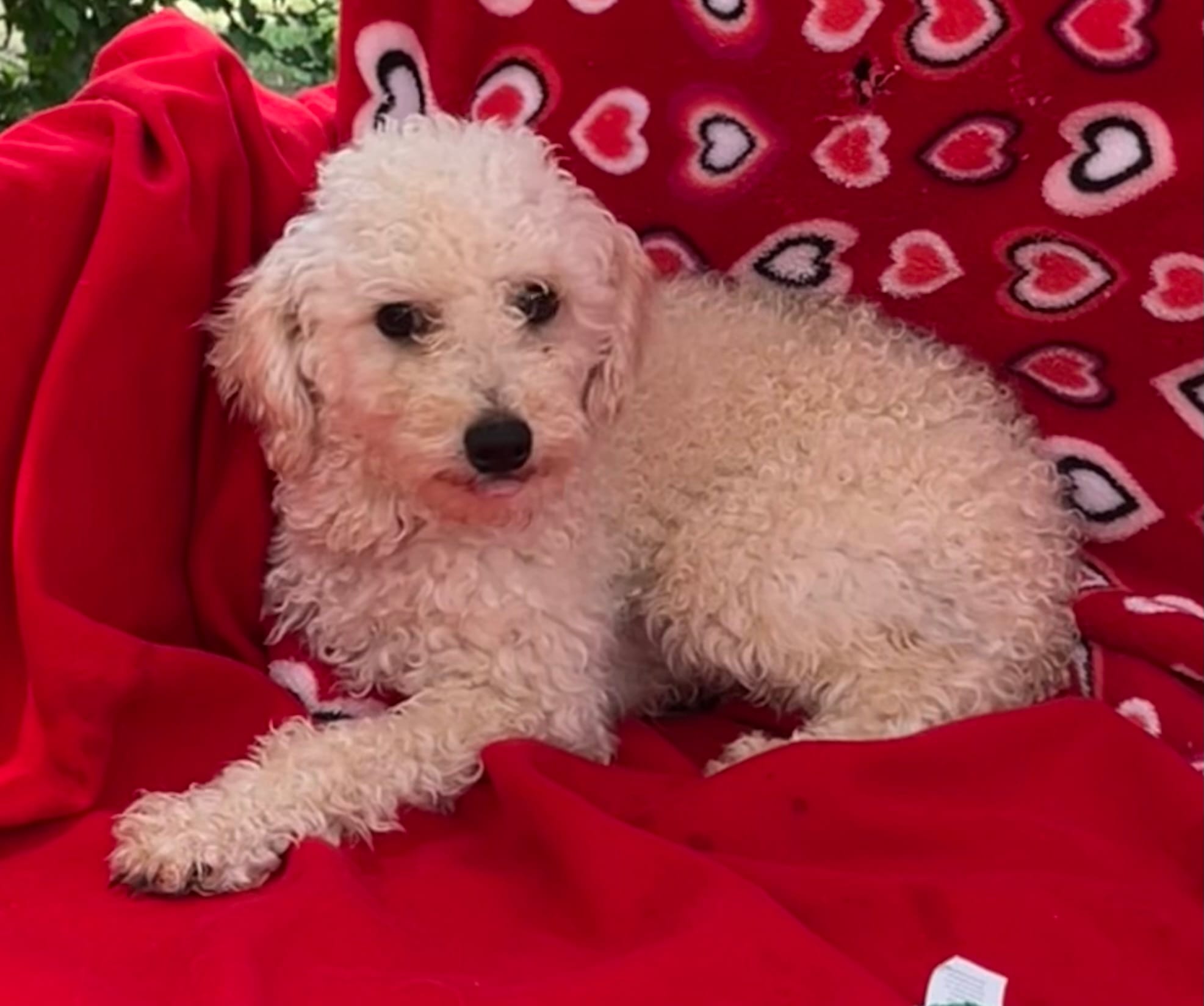 Oscar – Poodle - Toy  puppy for sale in Wrightsville, GA