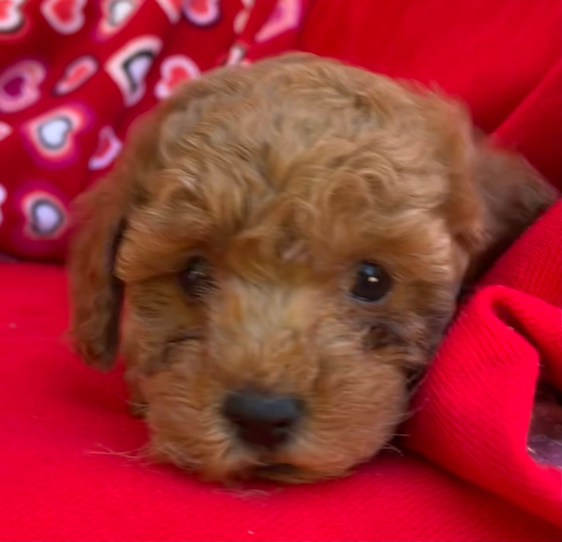 Ivan – Poodle - Toy  puppy for sale in Wrightsville, GA