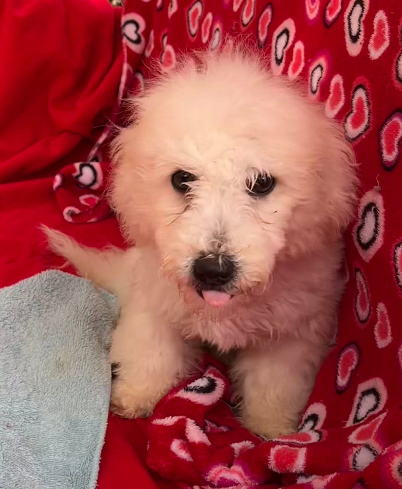 Debra – Bichon Frise puppy for sale in Wrightsville, GA